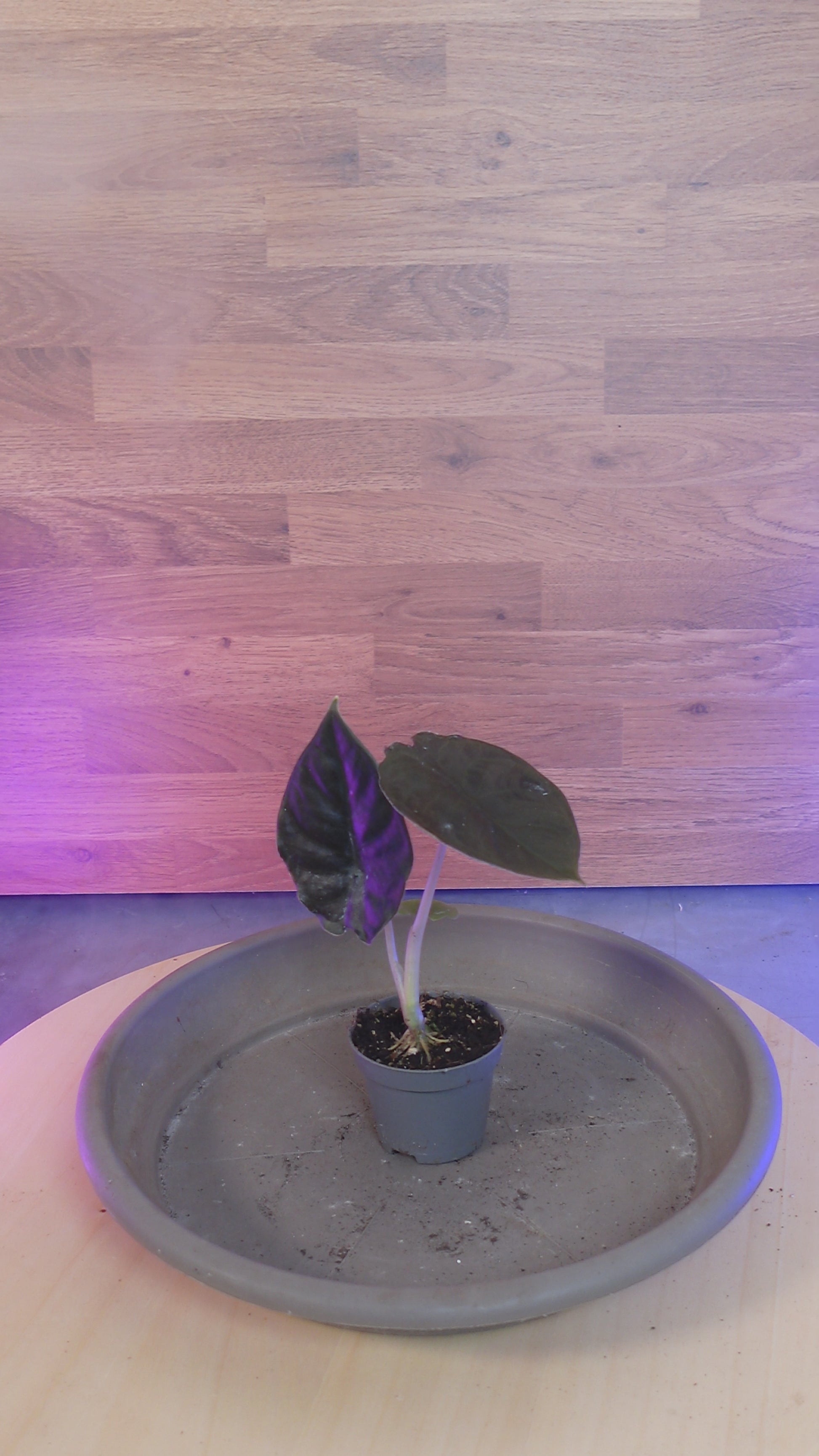 Alocasia infernalis BLACK MAGIC