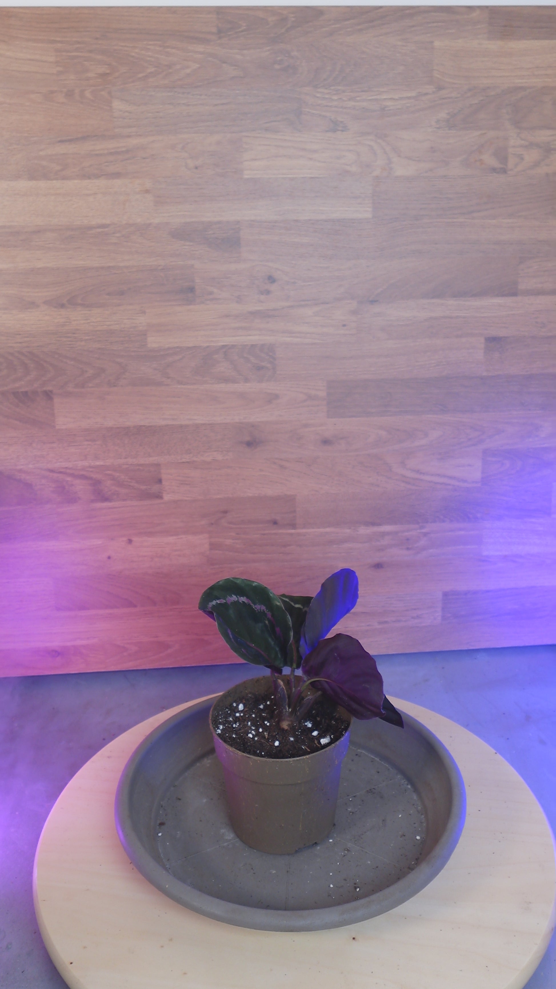 Calathea roseopicta 'Dottie'