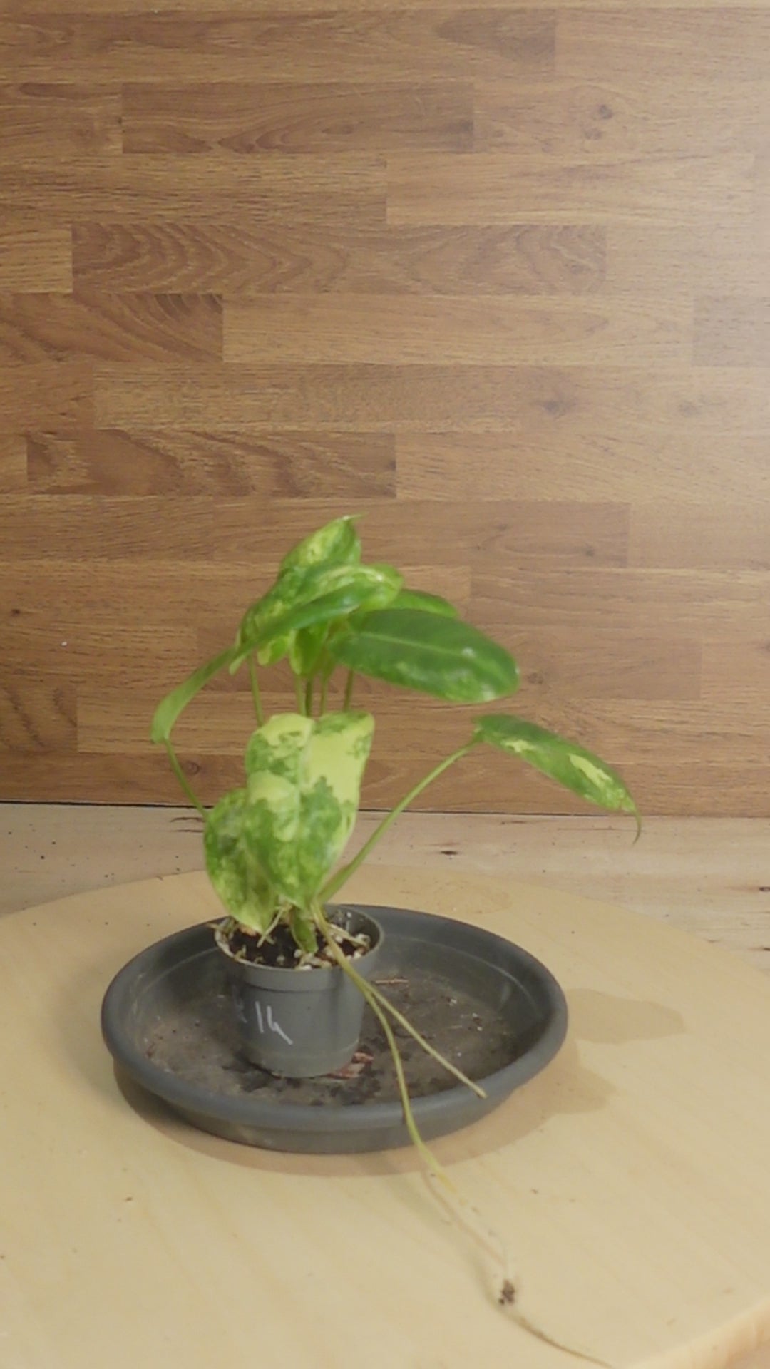 Philodendron burle-marx 'Variegata'