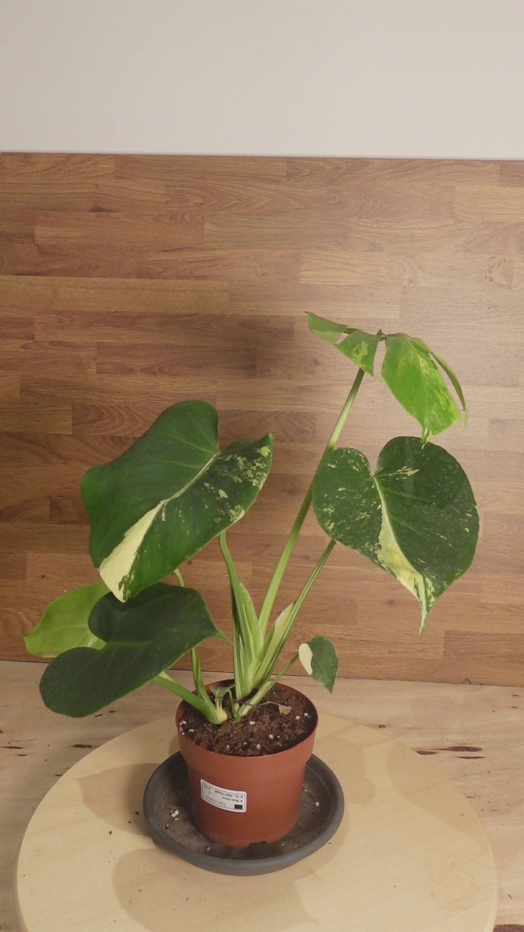 Monstera aurea