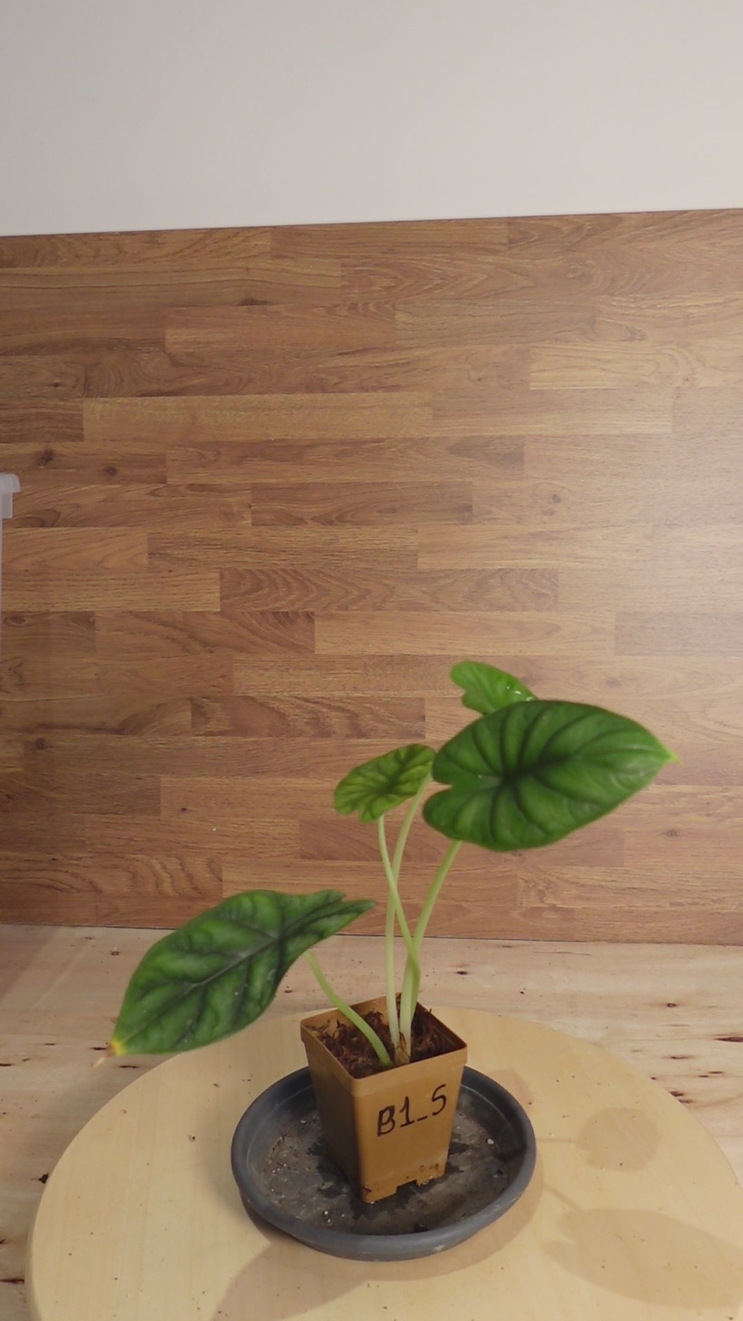 Alocasia drangon scale