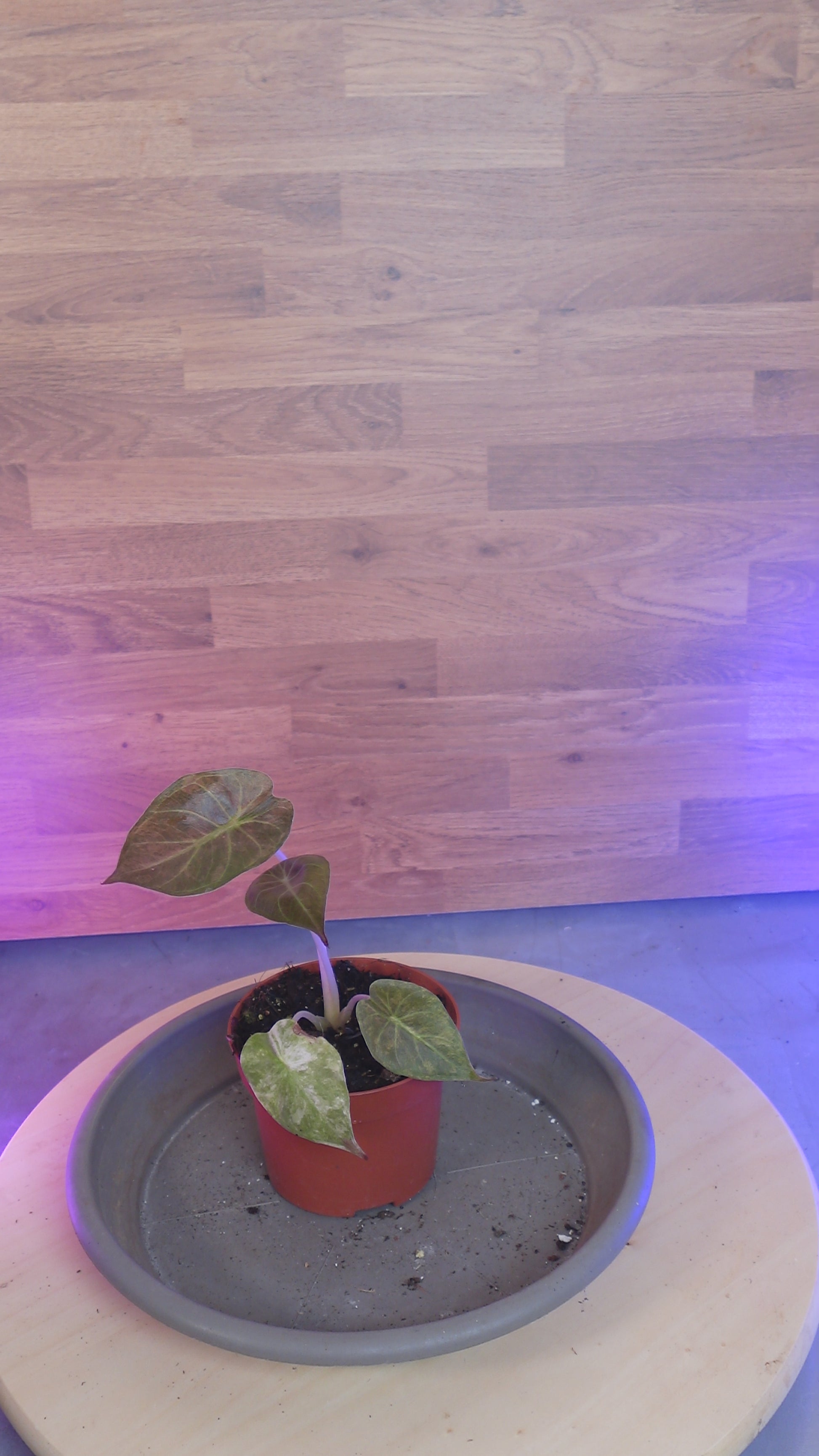 L'Alocasia Wentii Variegata Aurea