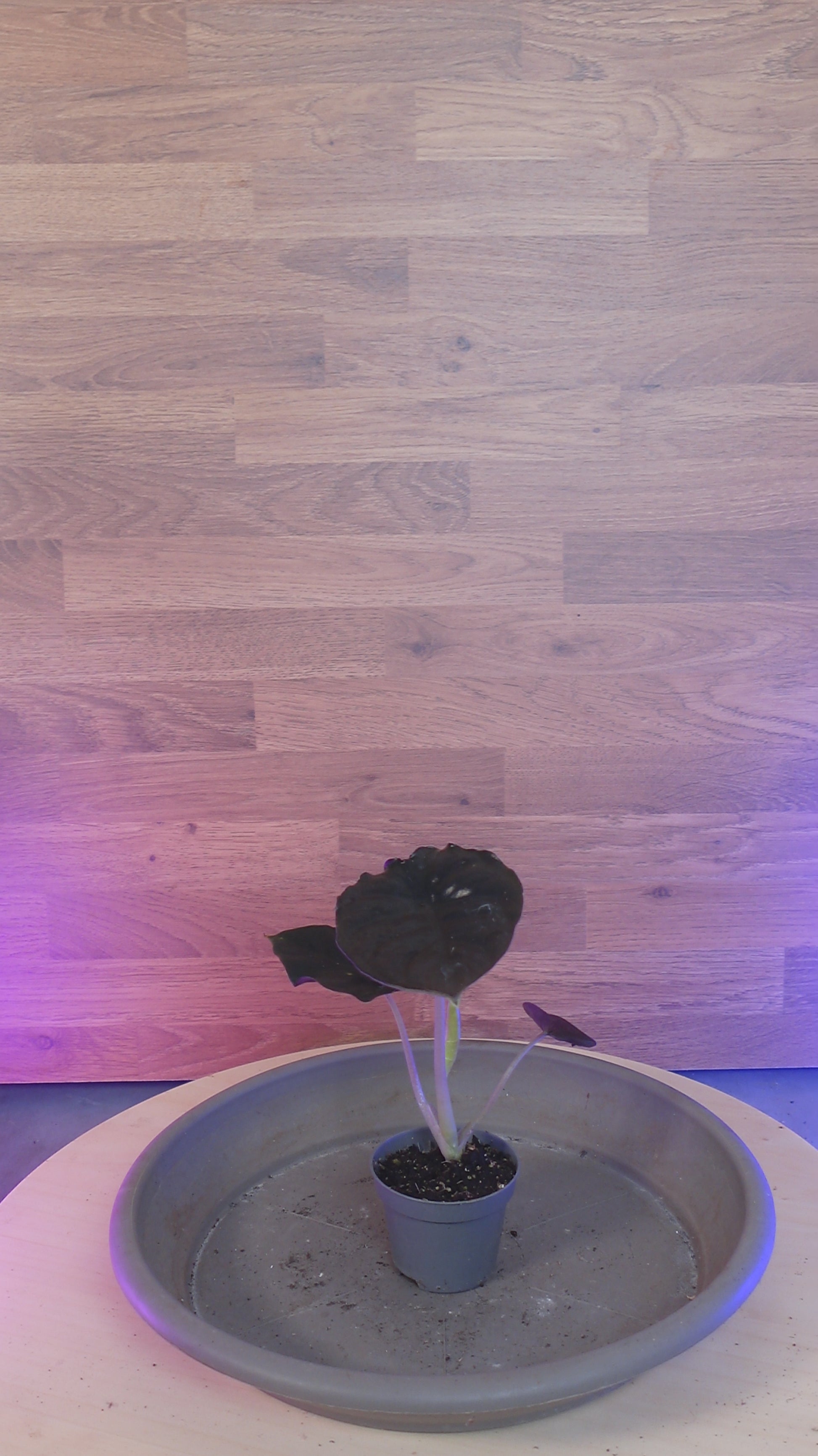 Alocasia infernalis BLACK MAGIC