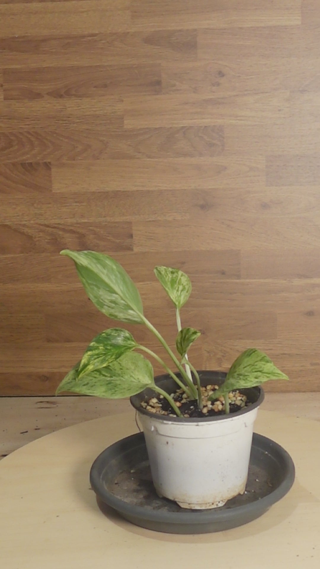 Epipremnum pinnatum 'Marble Queen'