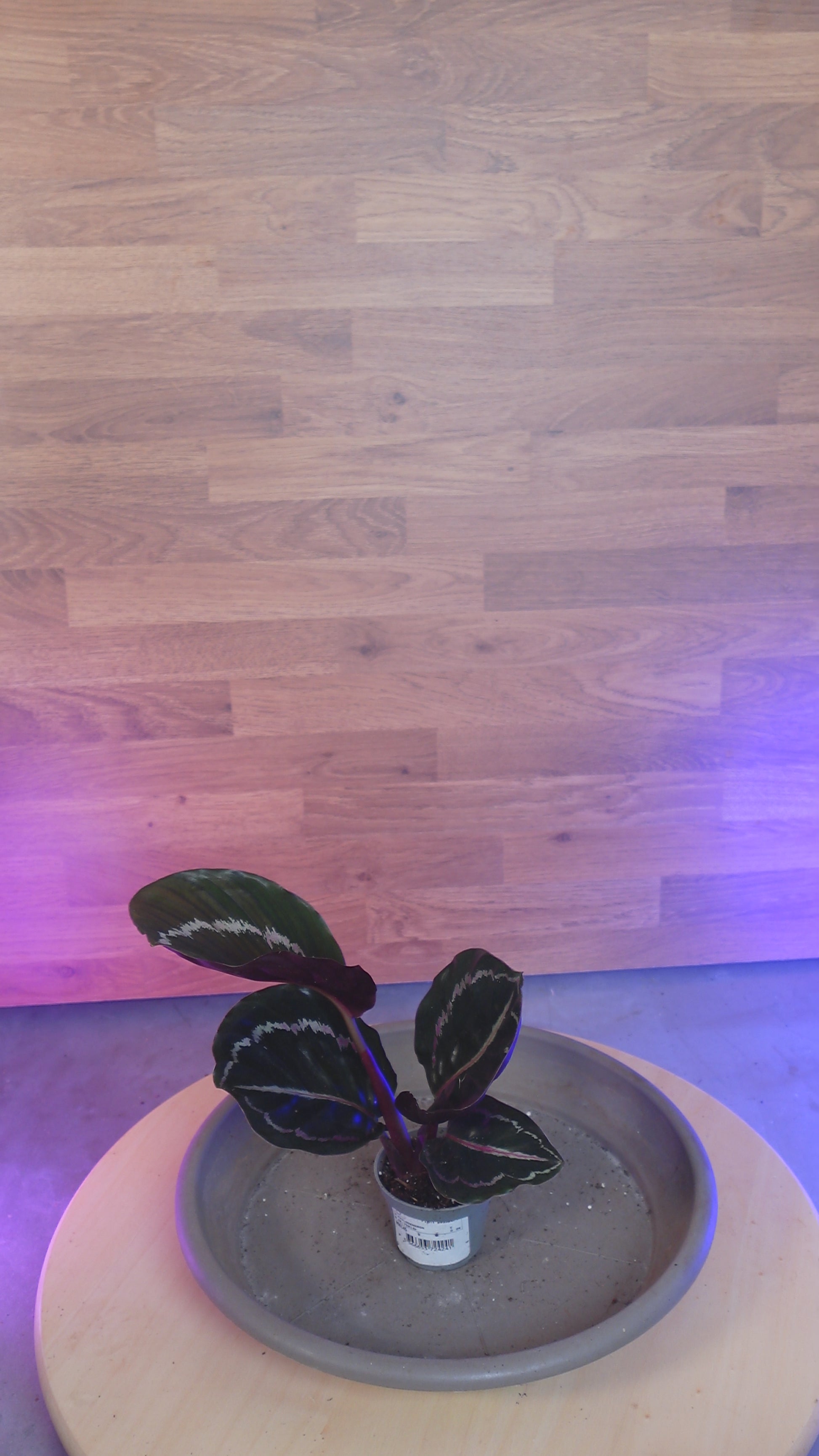 Calathea roseopicta 'Dottie'