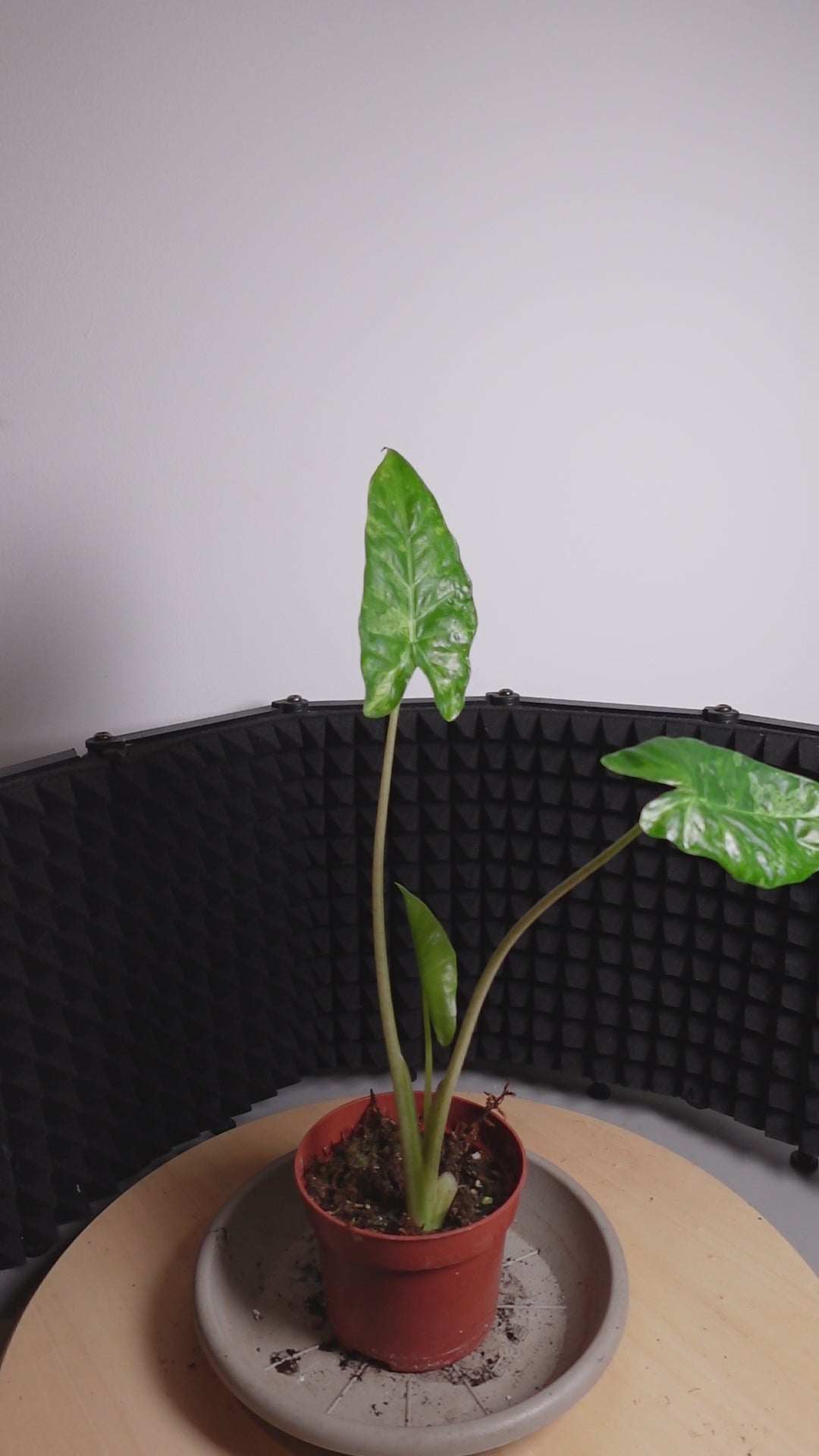 Alocasia odora 'Batik Variegata'