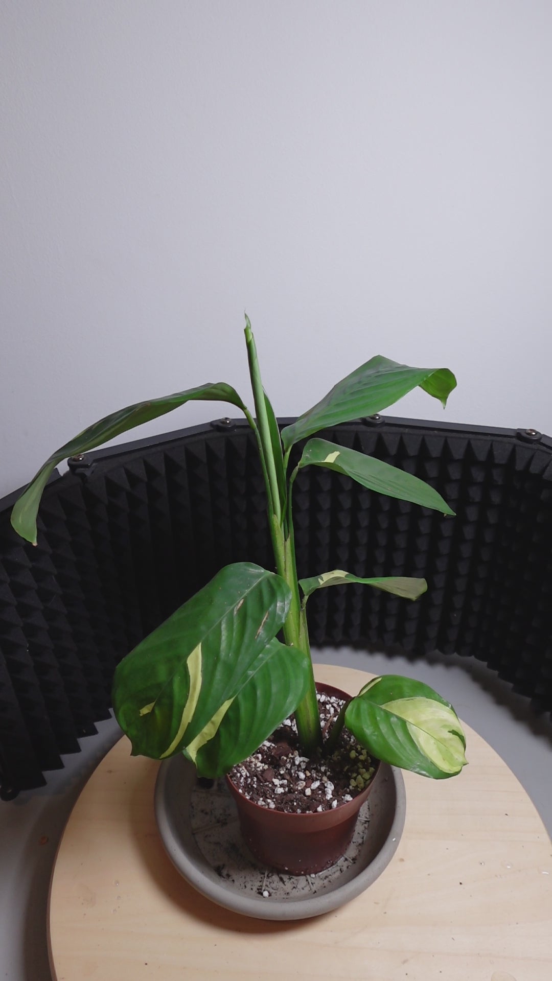 Calathea pilosa