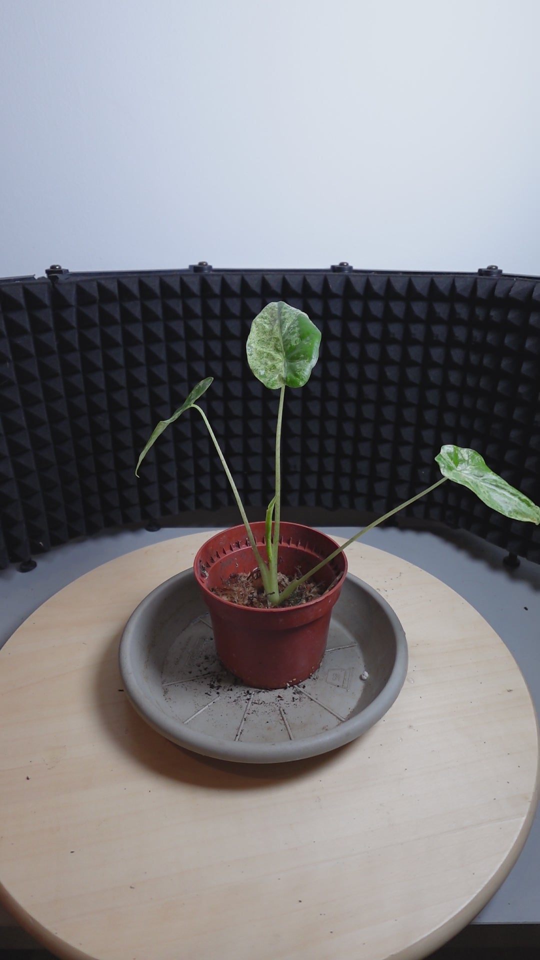 Alocasia odora 'Batik Variegata'