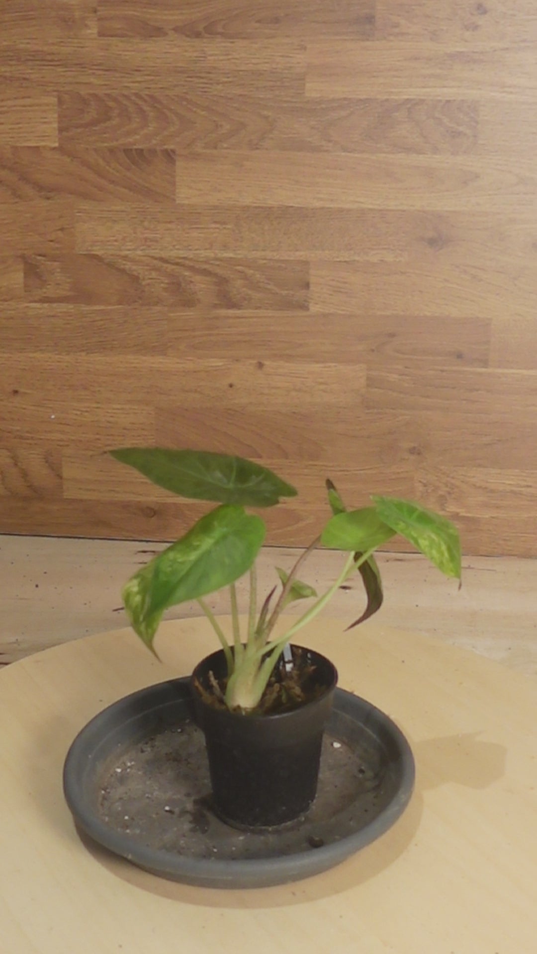 L'Alocasia Wentii Variegata Aurea