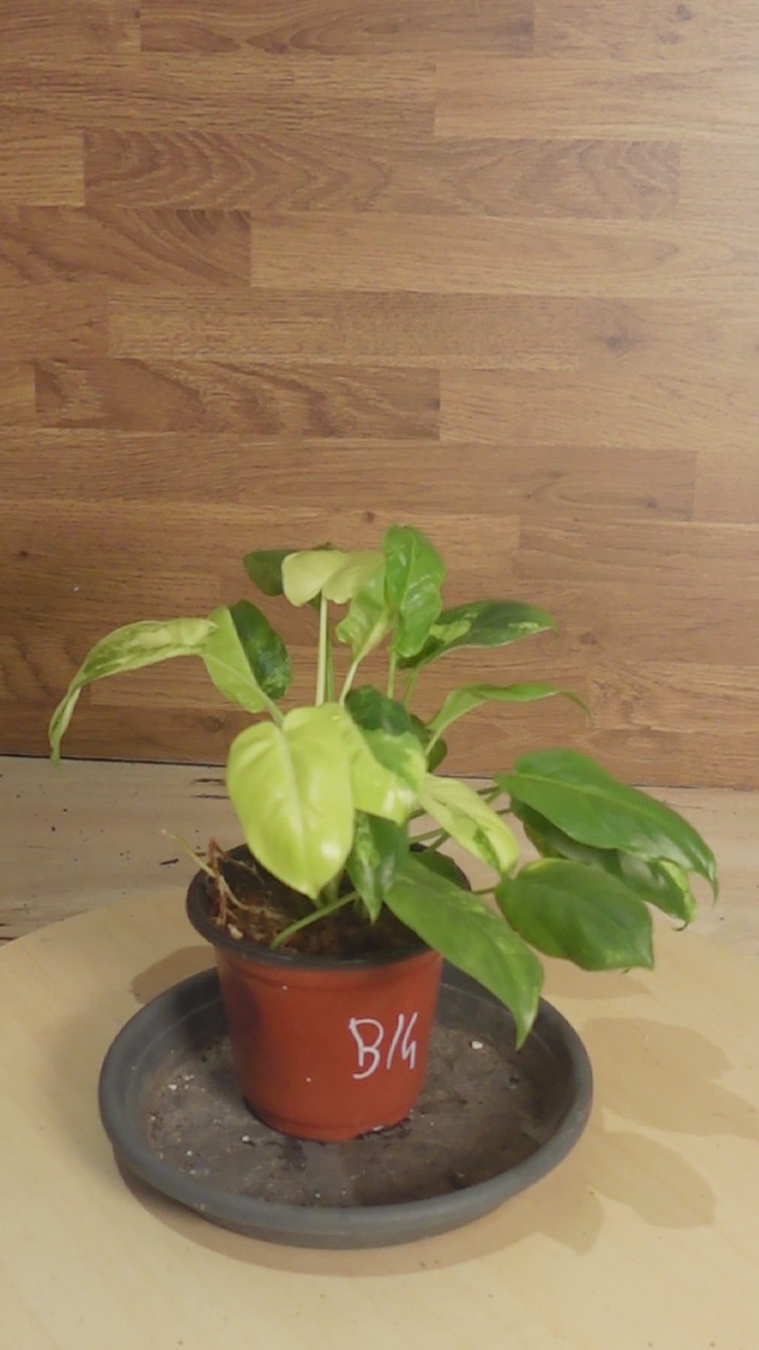 Philodendron burle-marx 'Variegata'