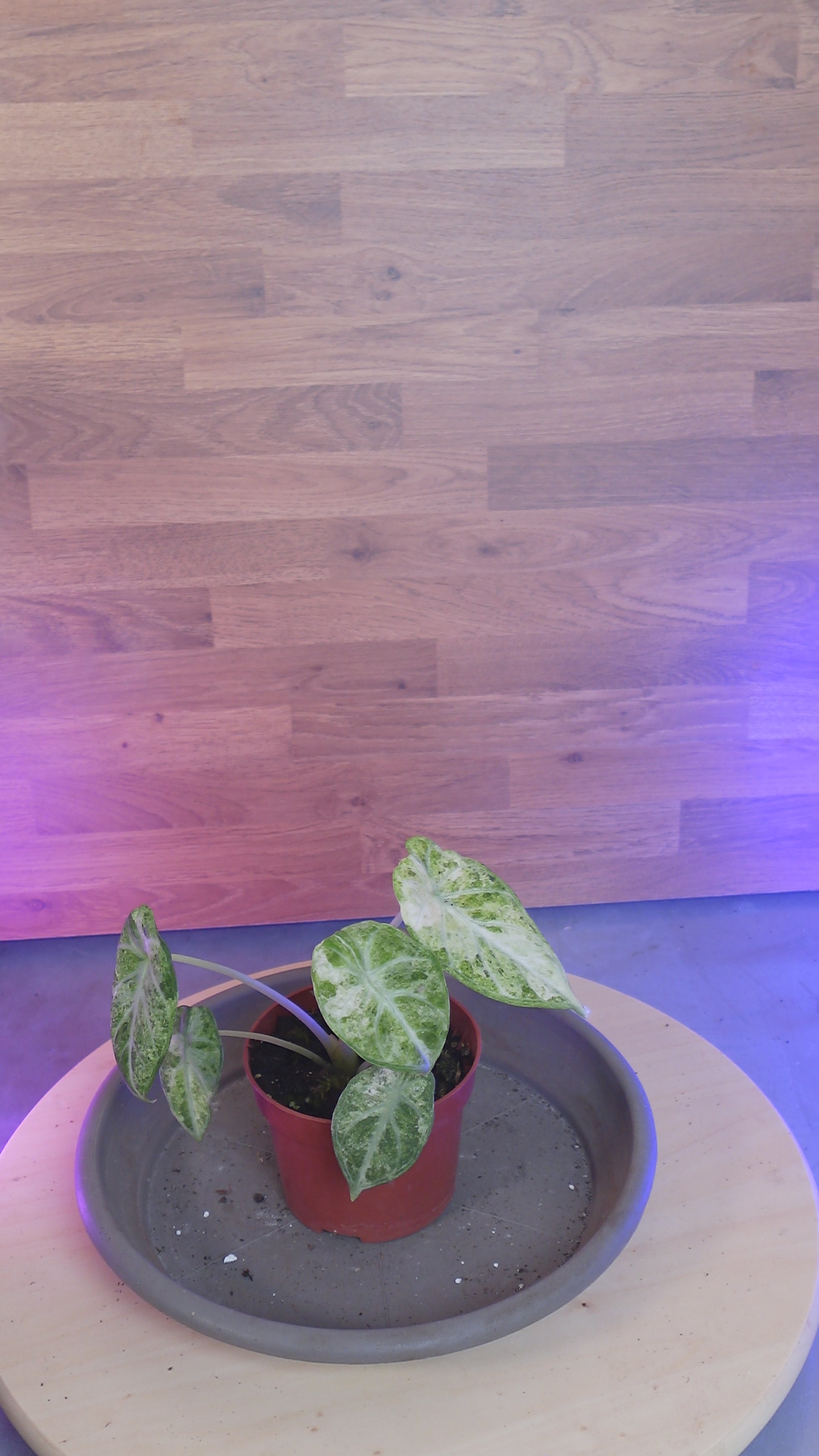 Alocasia 'Ninja Tricolor'