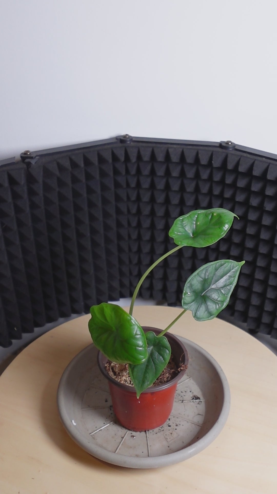Alocasia dragon scale