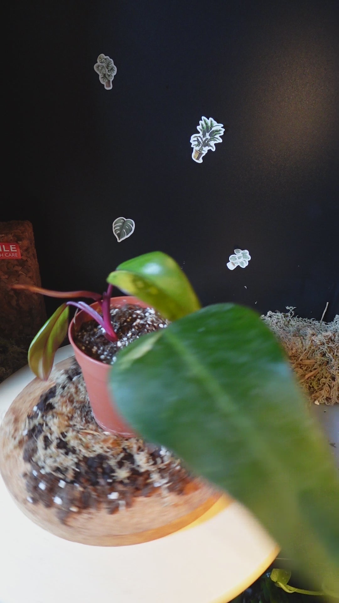 philodendron strawberry shake