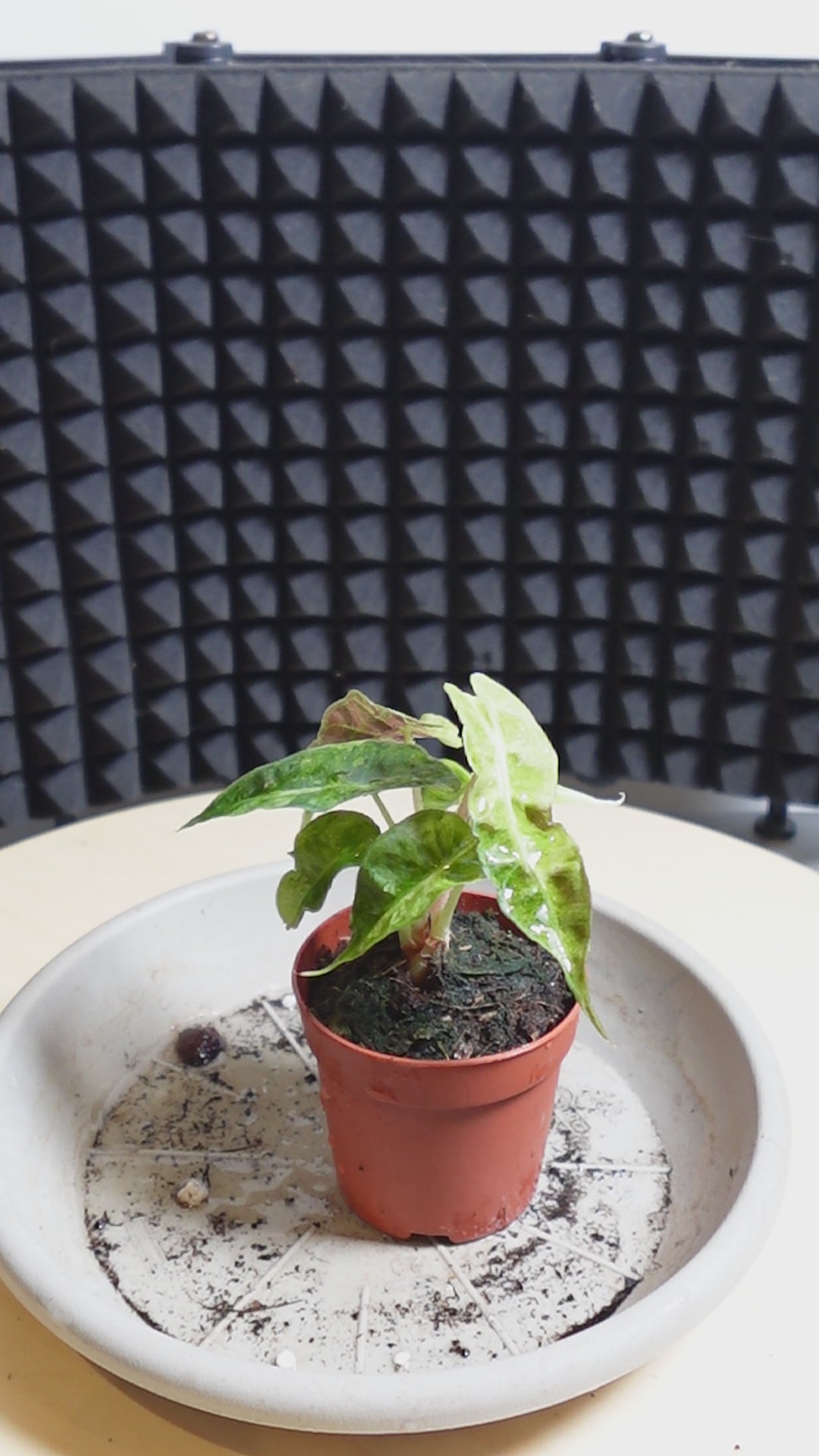 Alocasia 'Polly Variegata Aurea