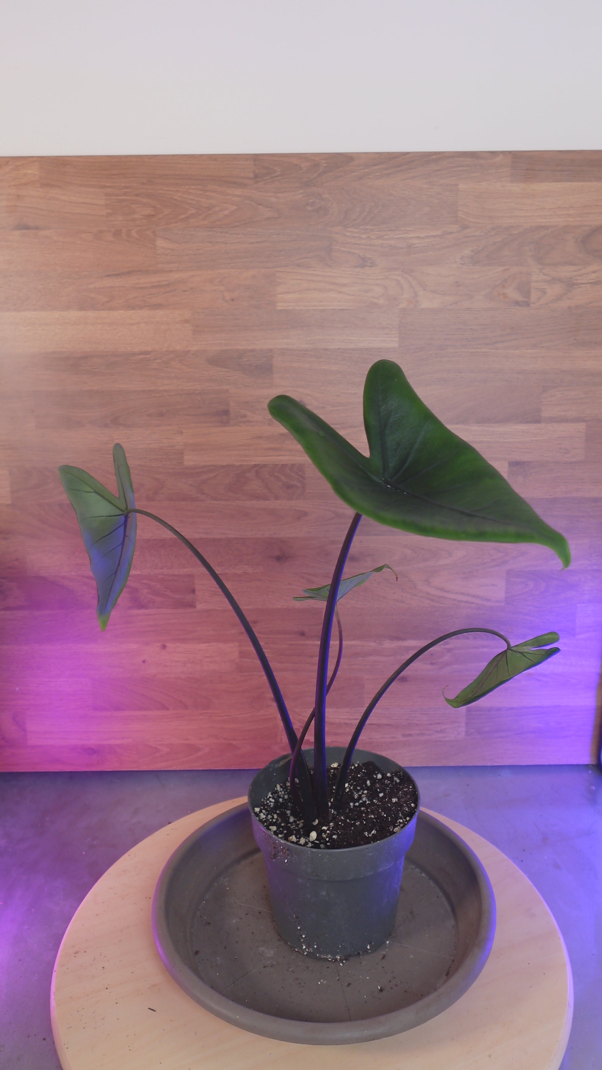 alocasia black zebrina