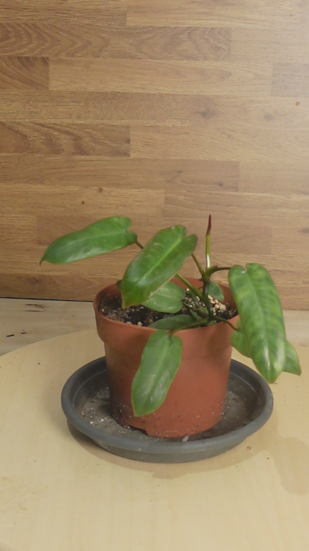 Philodendron atabapoense