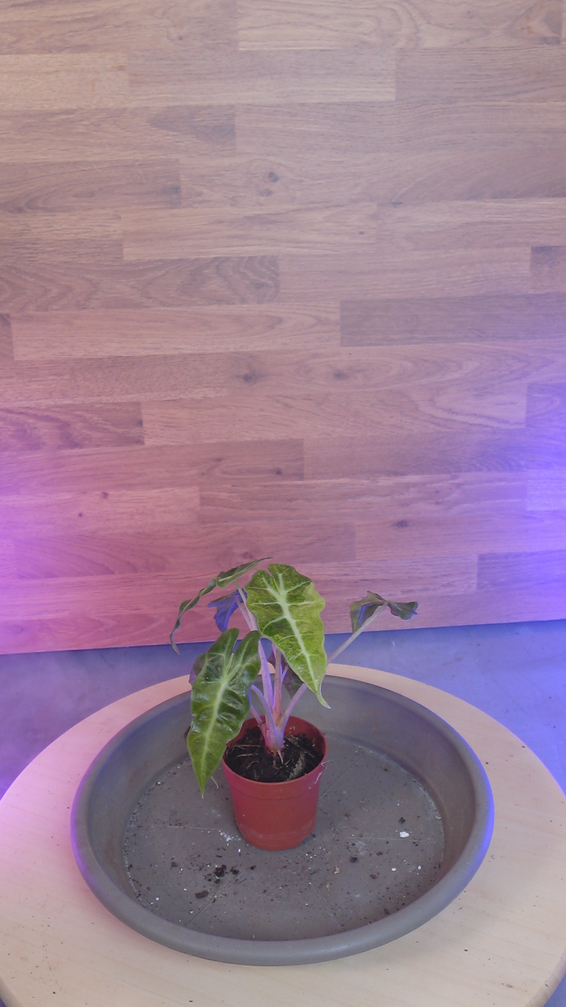 Alocasia polly yellow