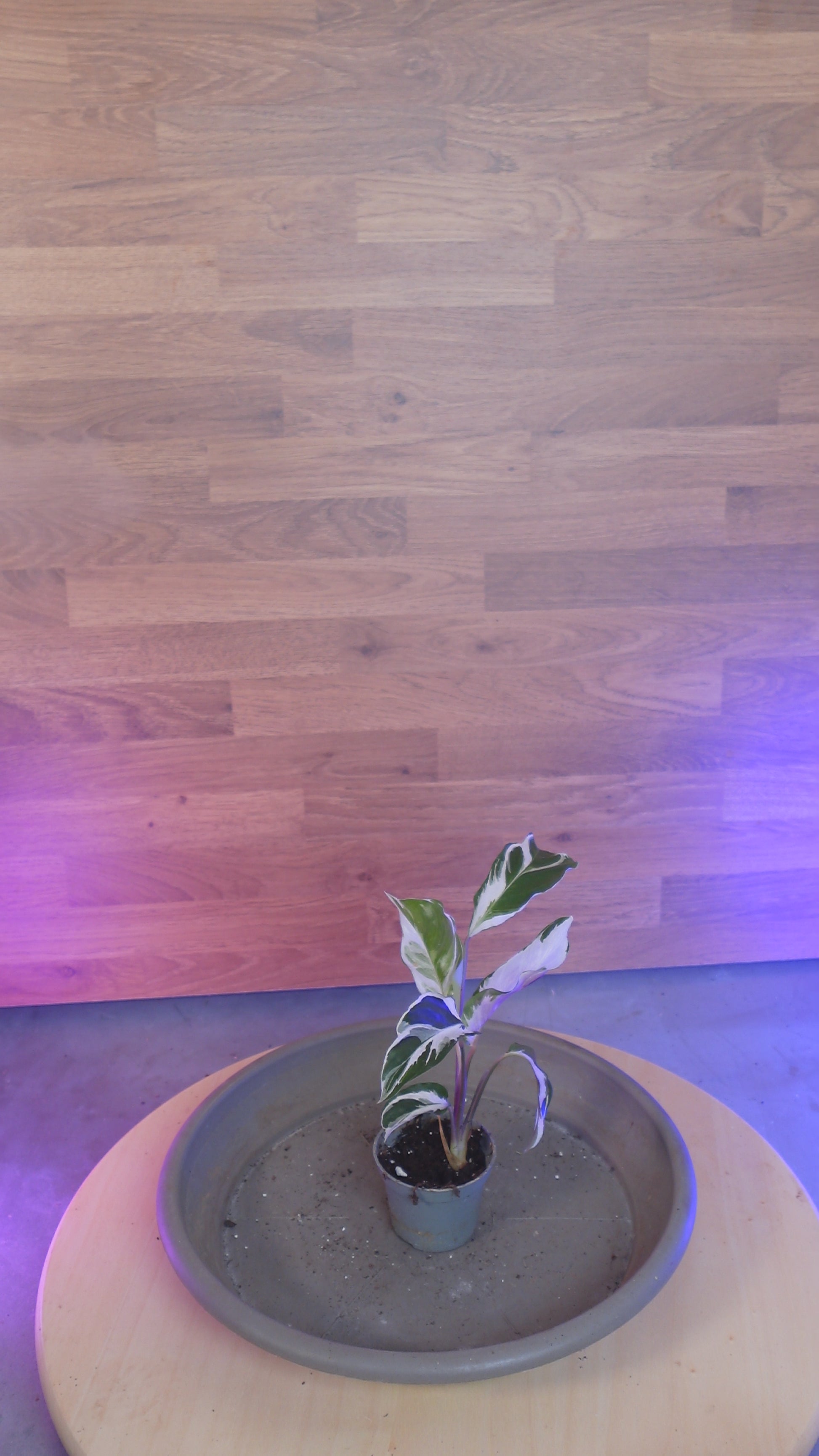 Calathea 'White Miracle'