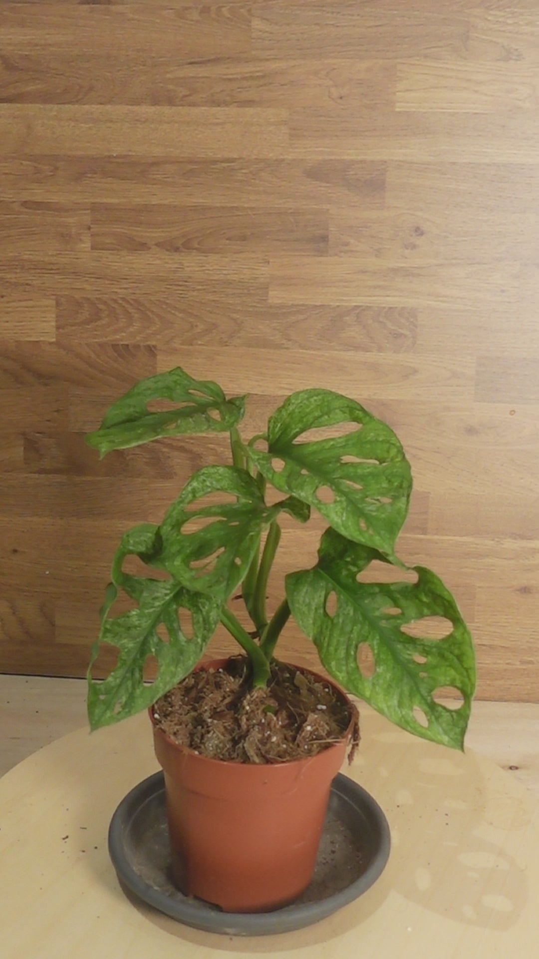 Monstera adansonii MINT