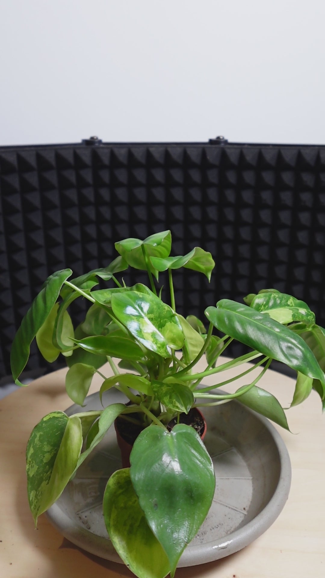 Philodendron burle-marx 'Variegata'