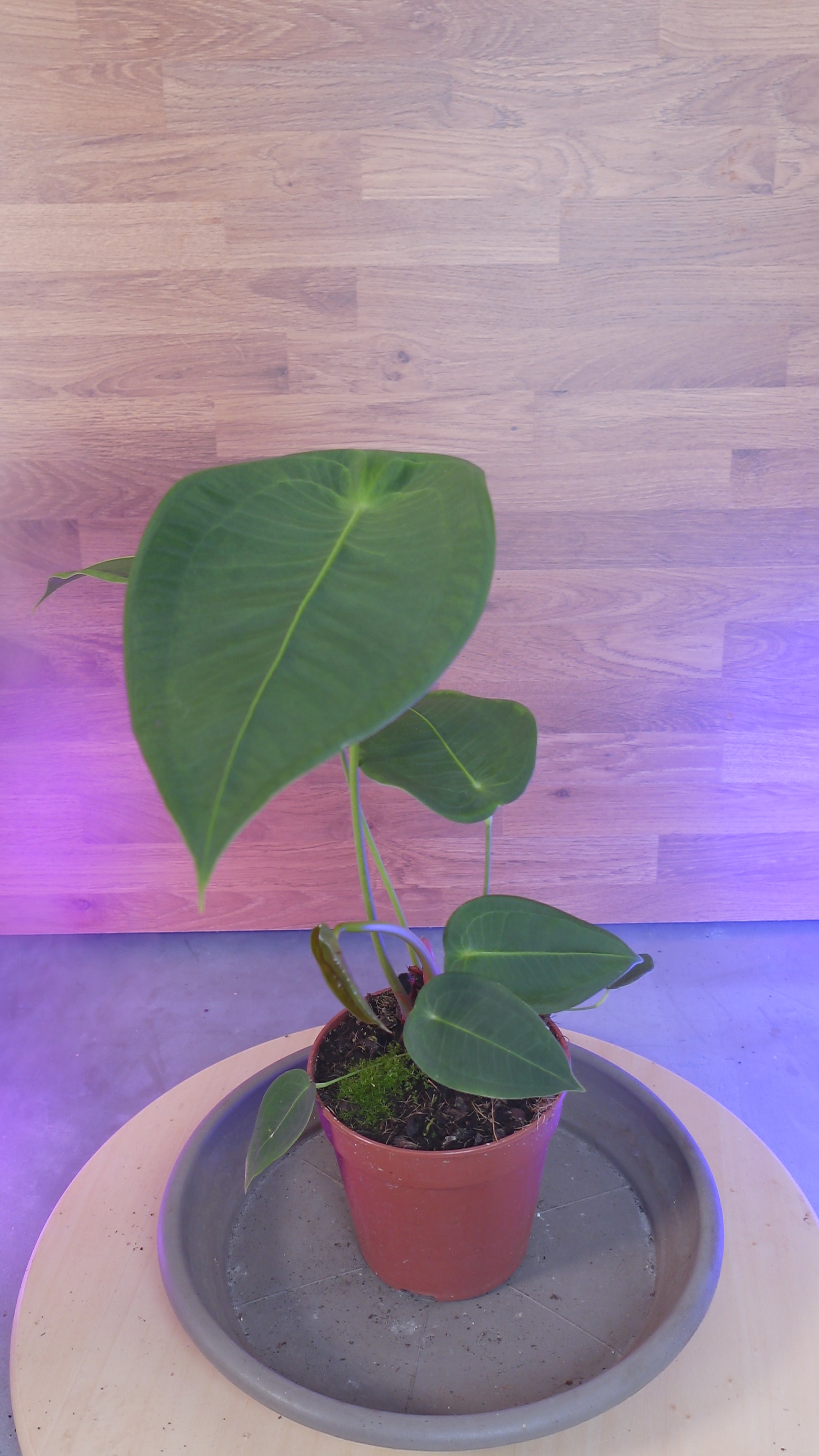 Anthurium peltigerum