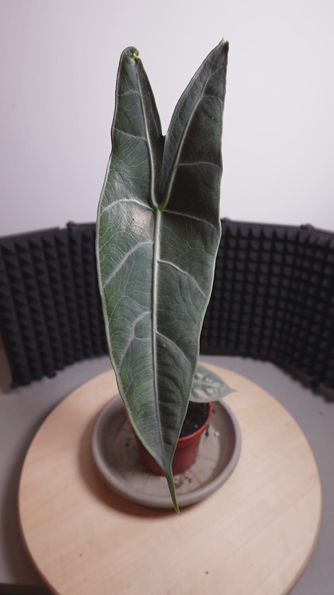 Alocasia longiloba SILVER