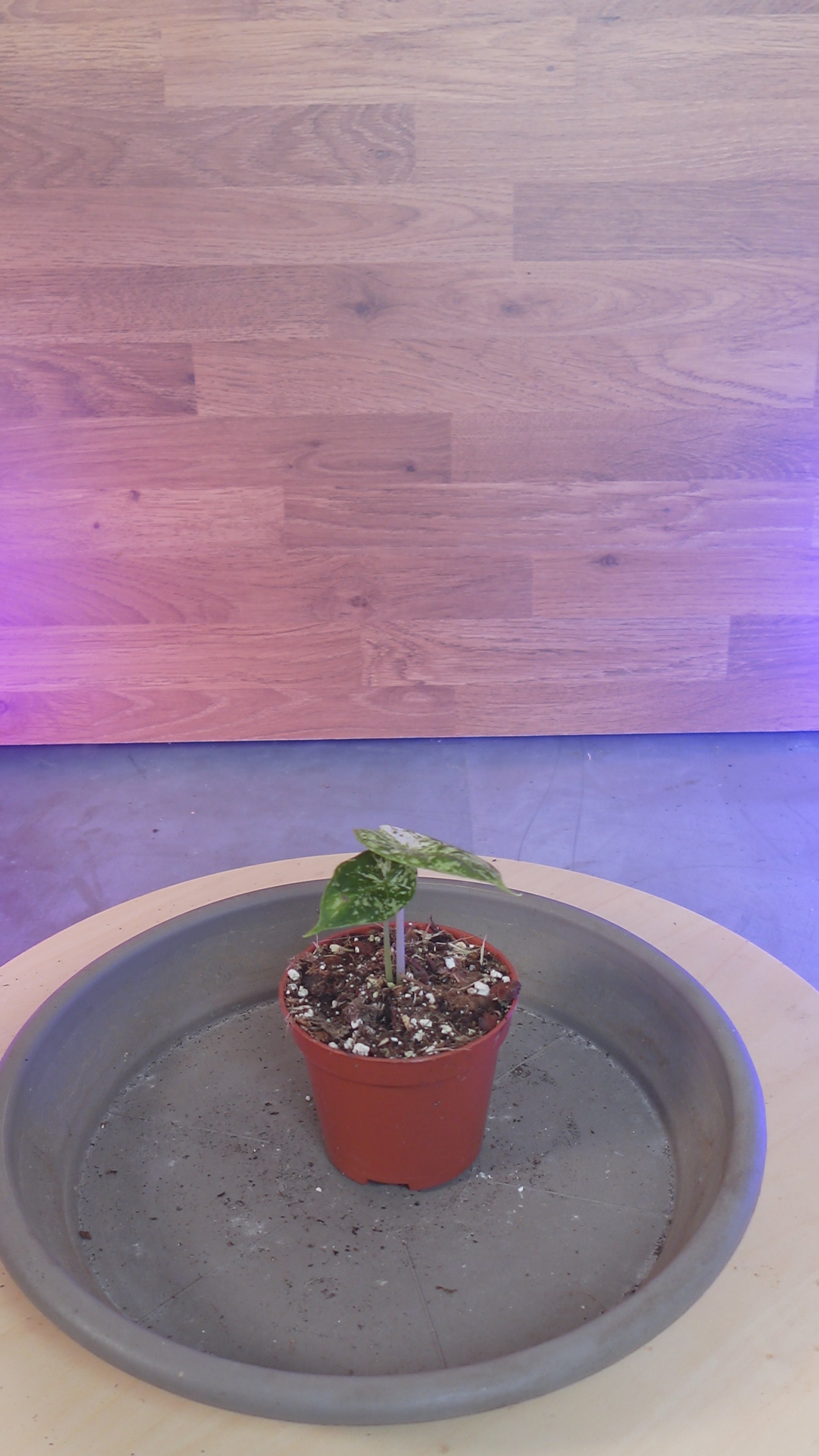 Alocasia dragon scale mint