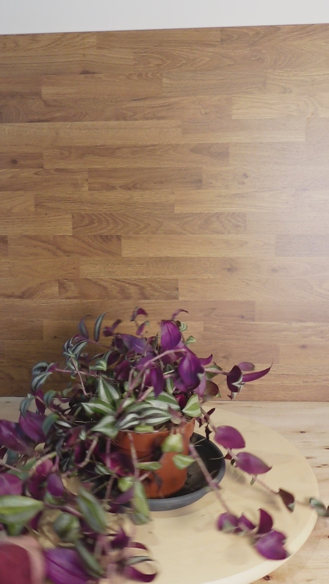 Tradescantia zebrina