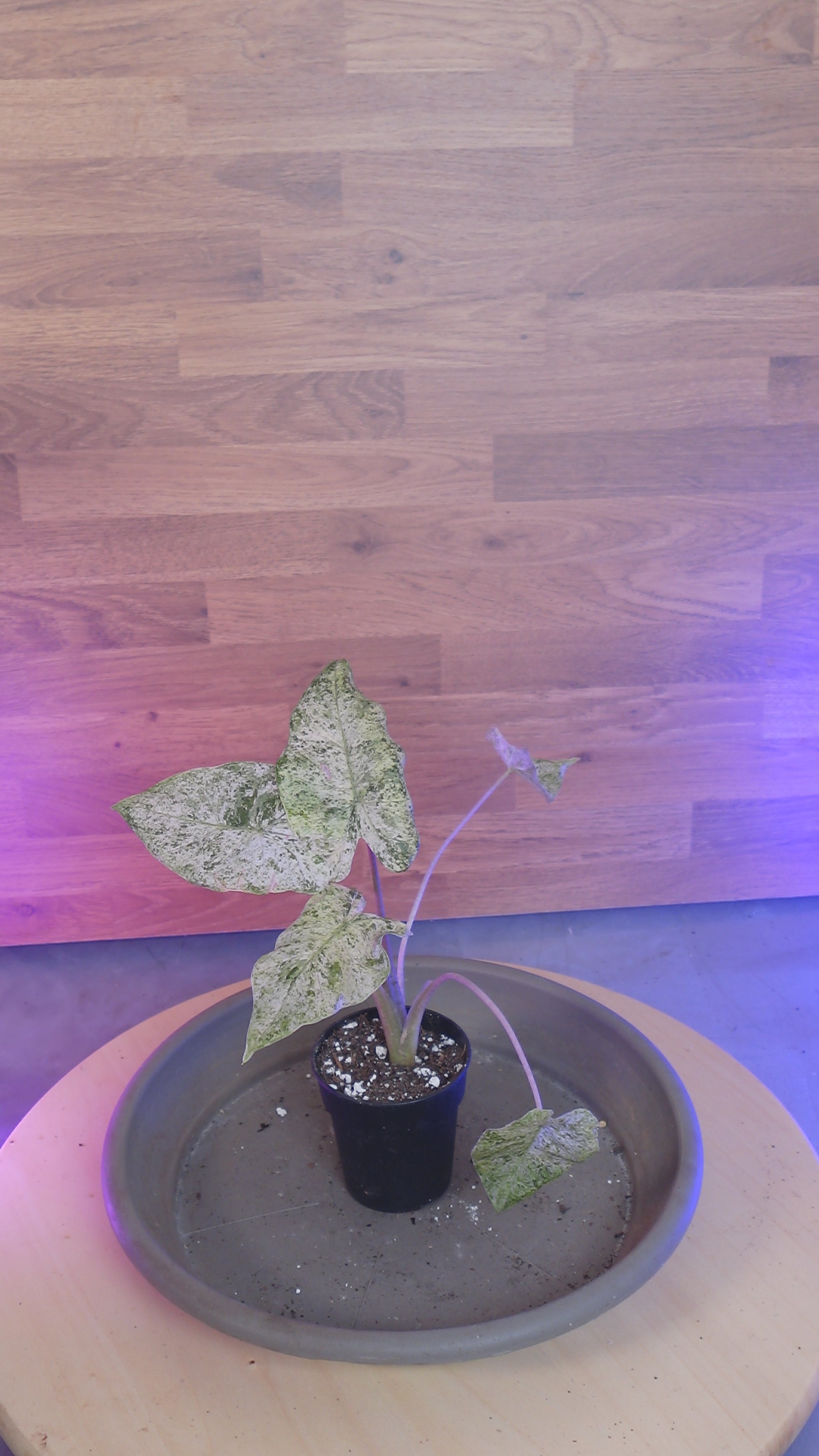 Alocasia macrorrhizos 'Splash'