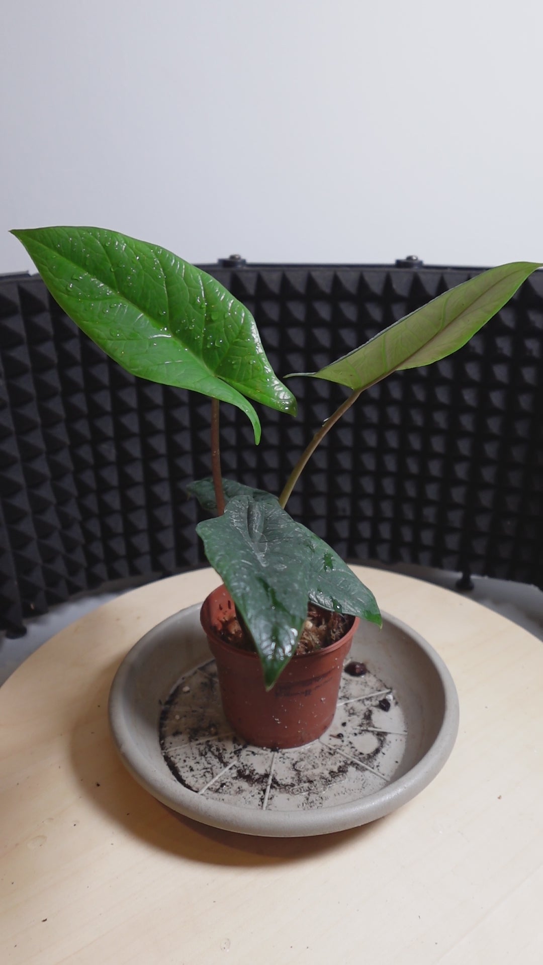 Alocasia scalprum