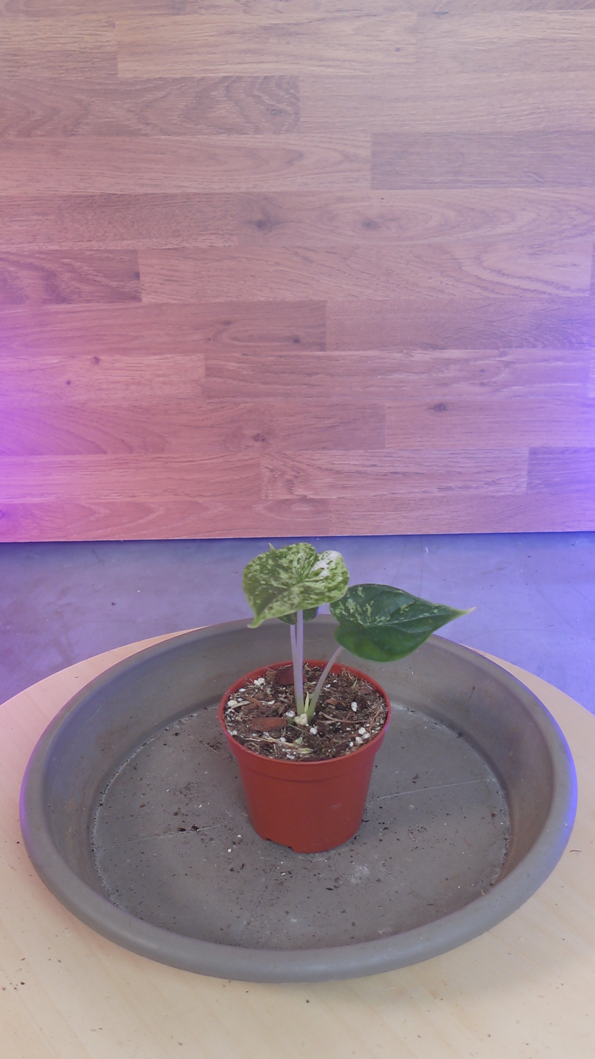 Alocasia dragon scale mint