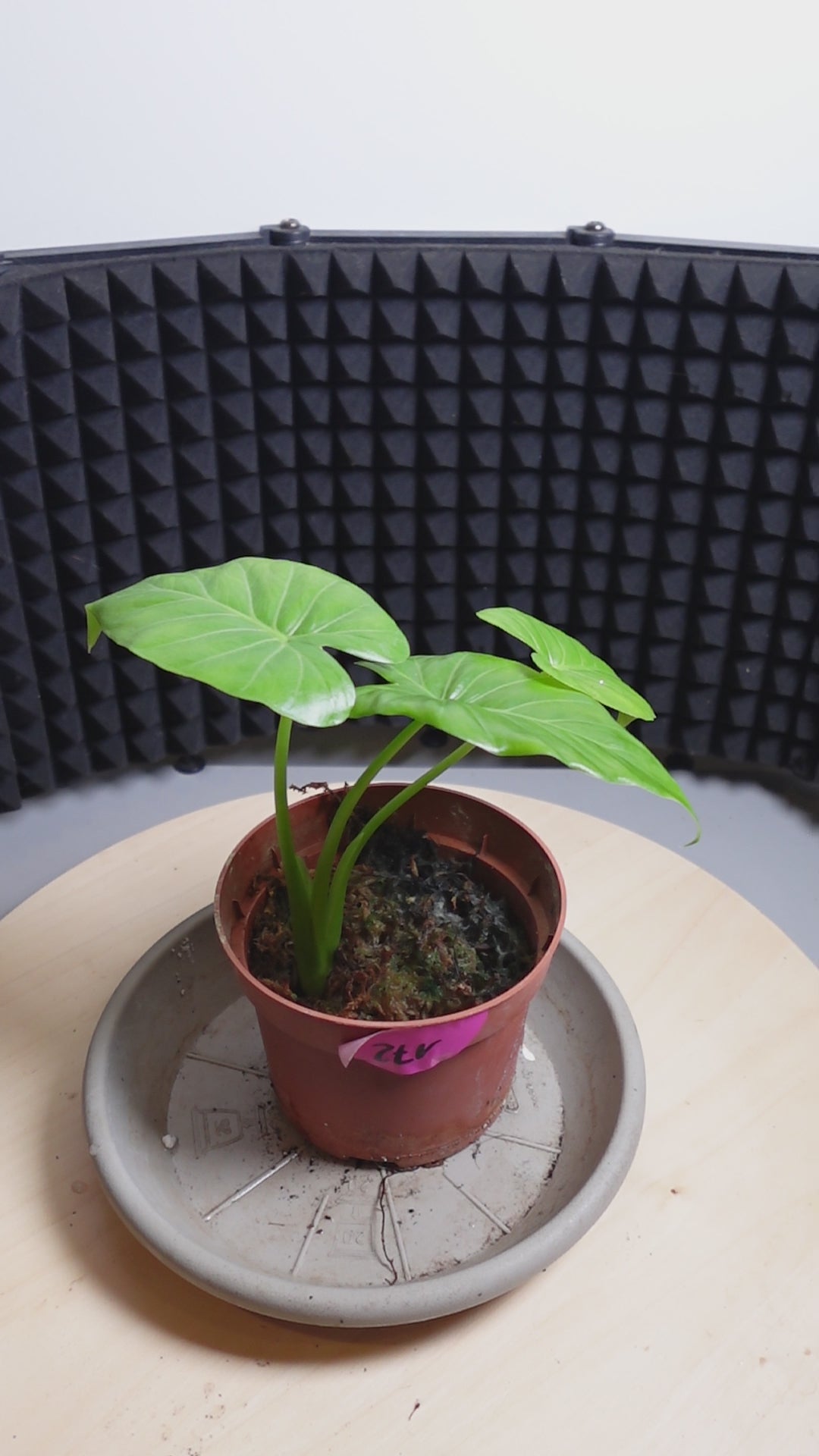 Alocasia odora