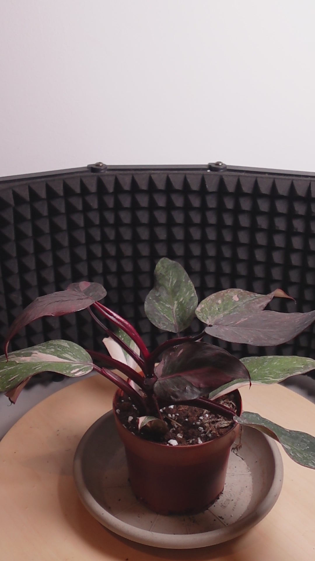 Philodendron 'Burgundy Princess'