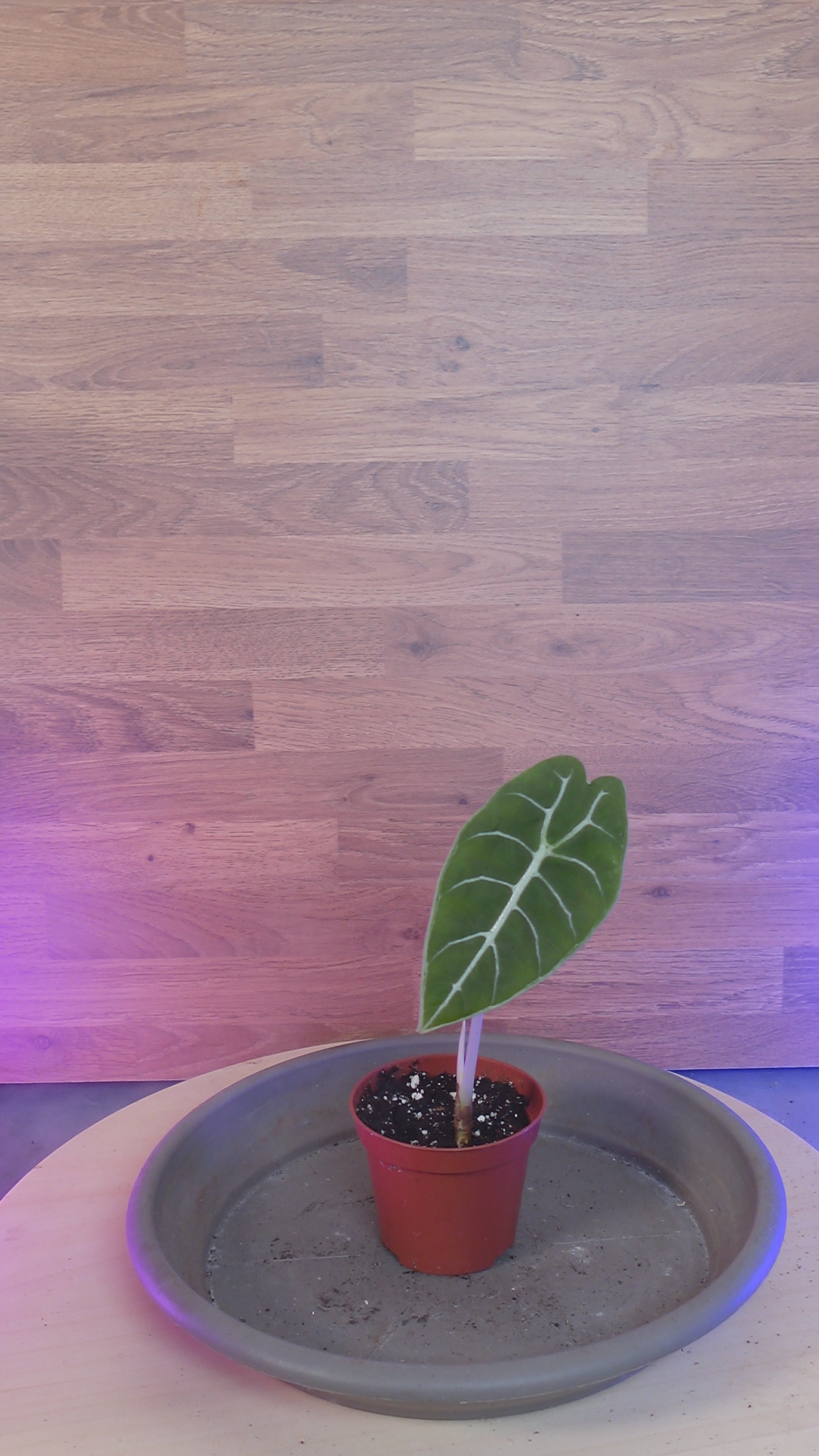 Alocasia  Pride of Curup