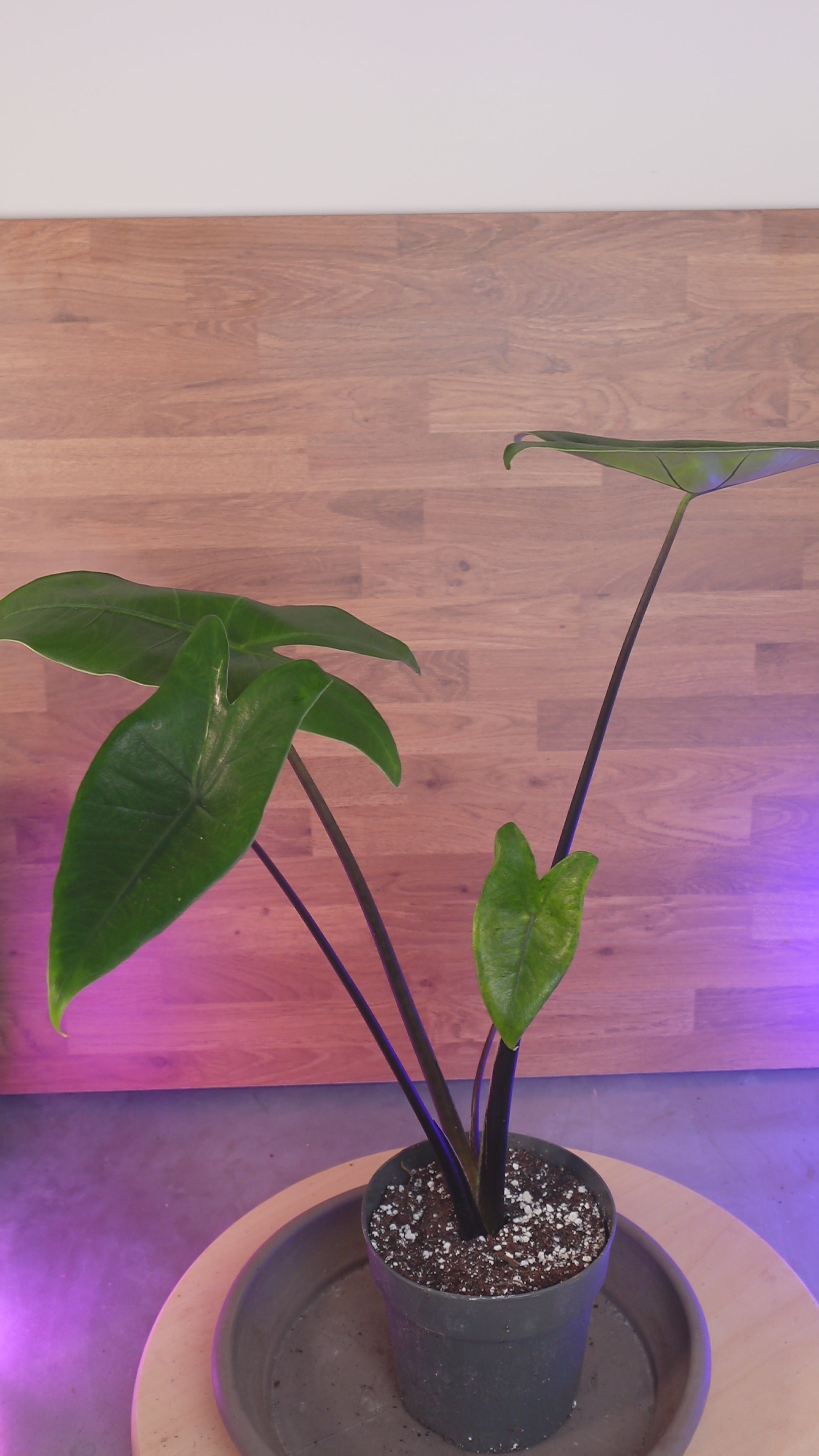 alocasia black zebrina