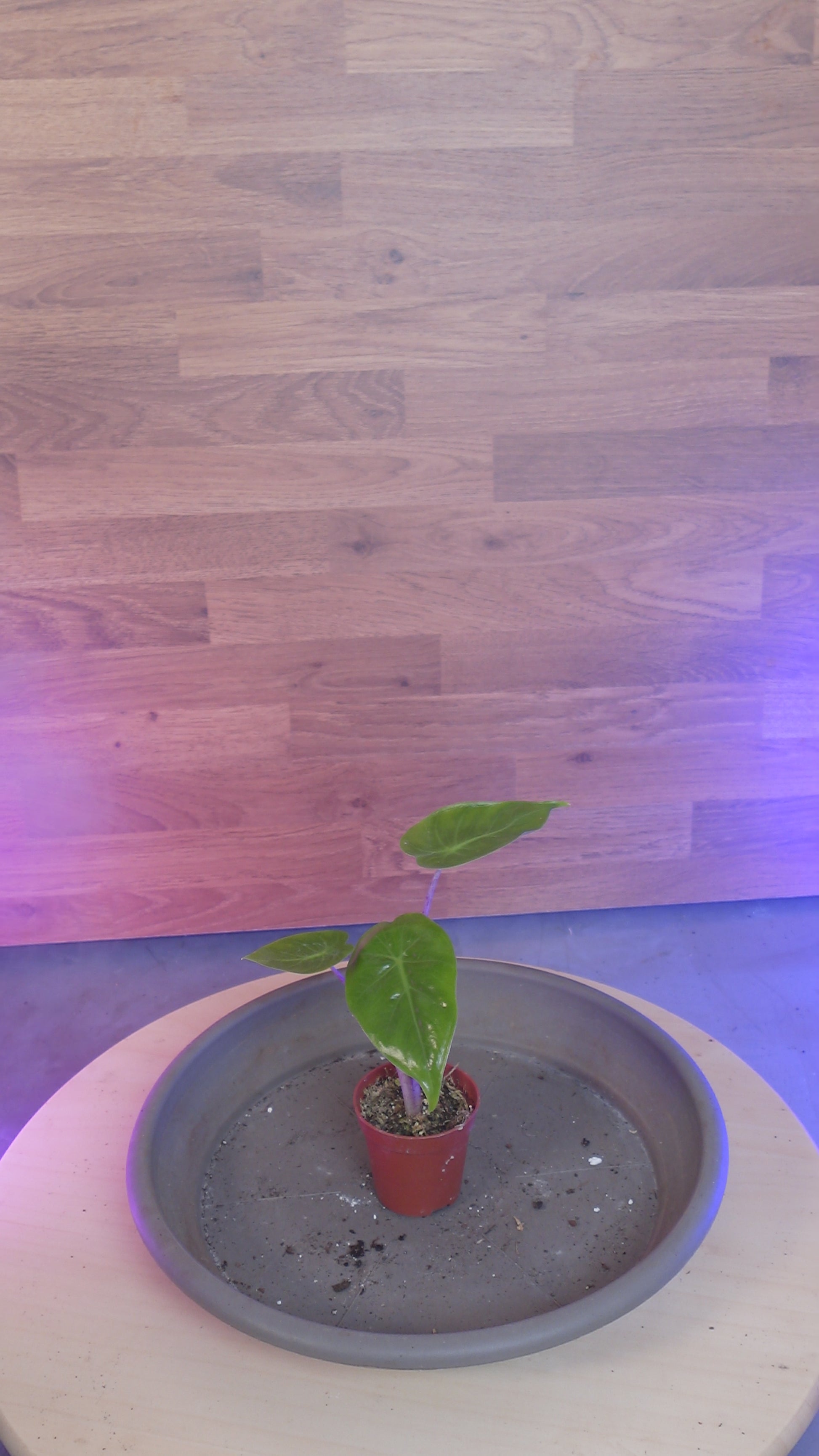 Alocasia 'Imperial Red'