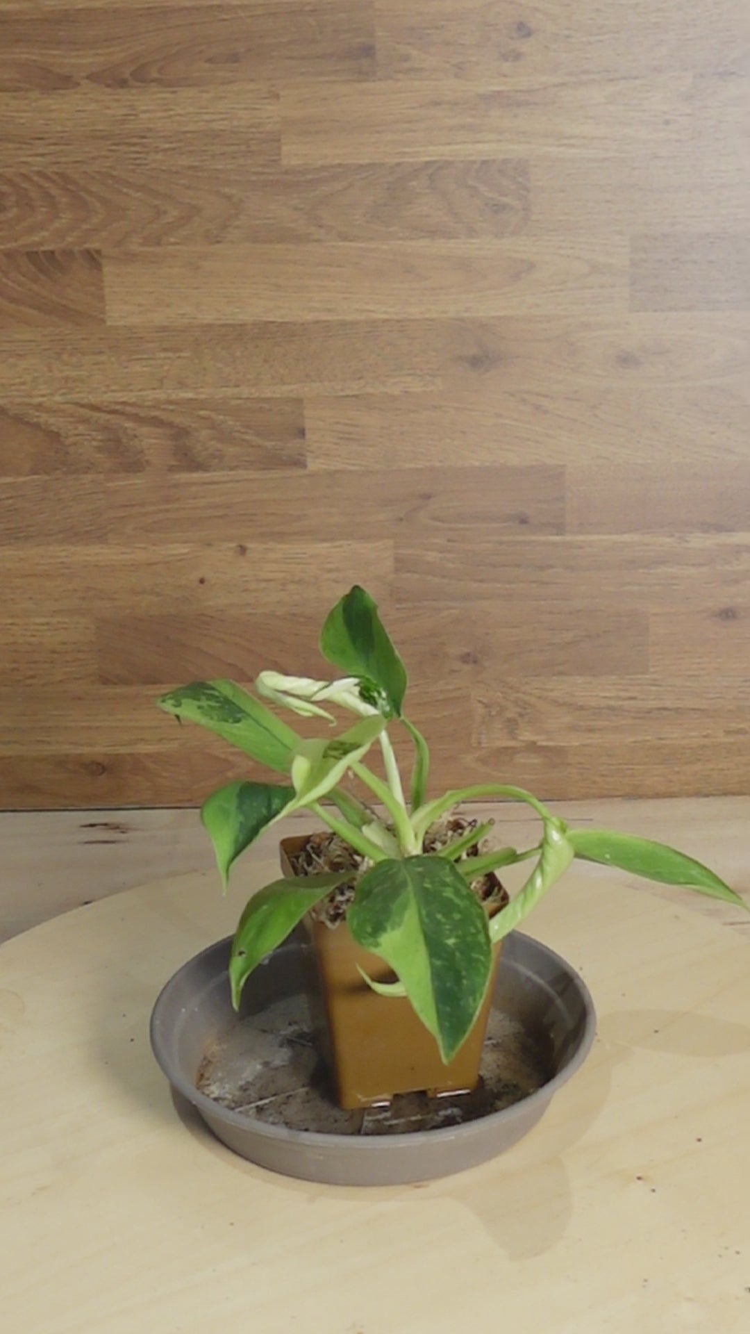 Philodendron 'Jose Buono'