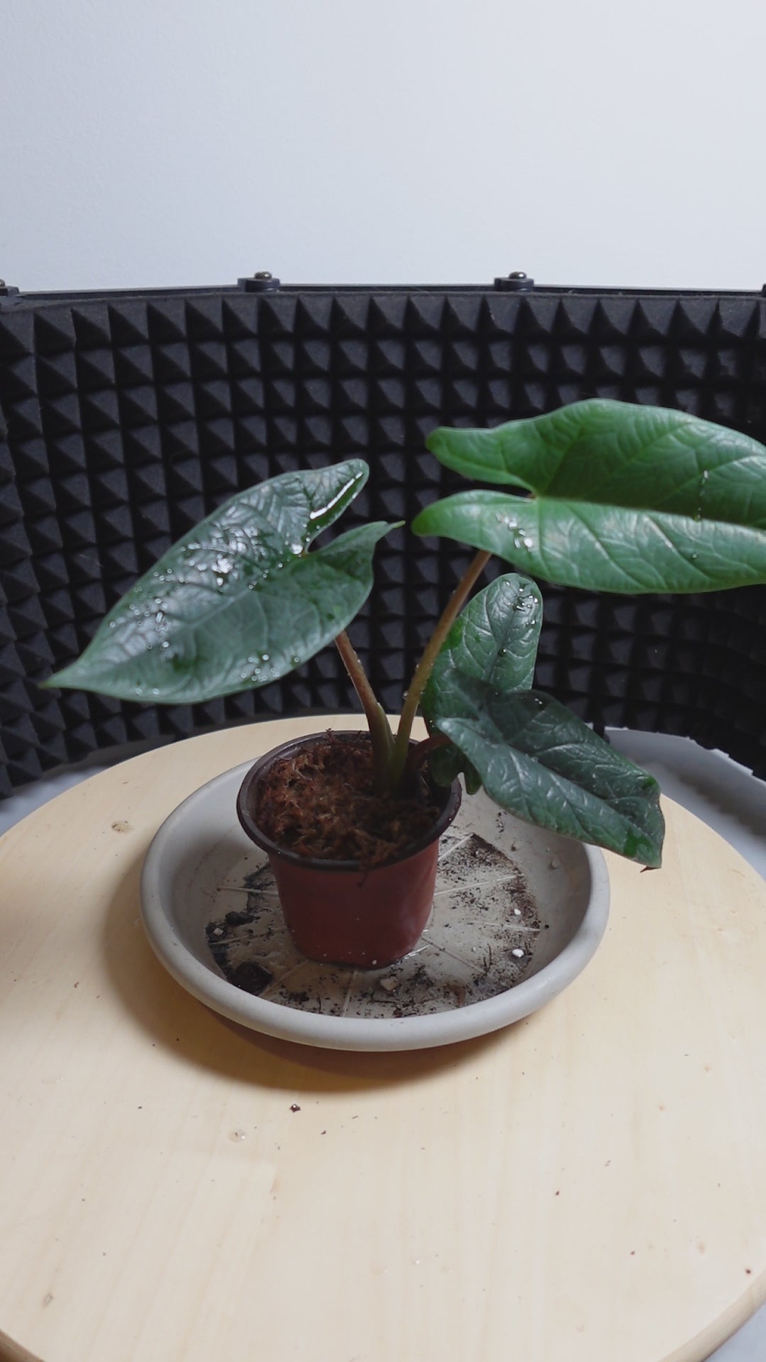 Alocasia scalprum