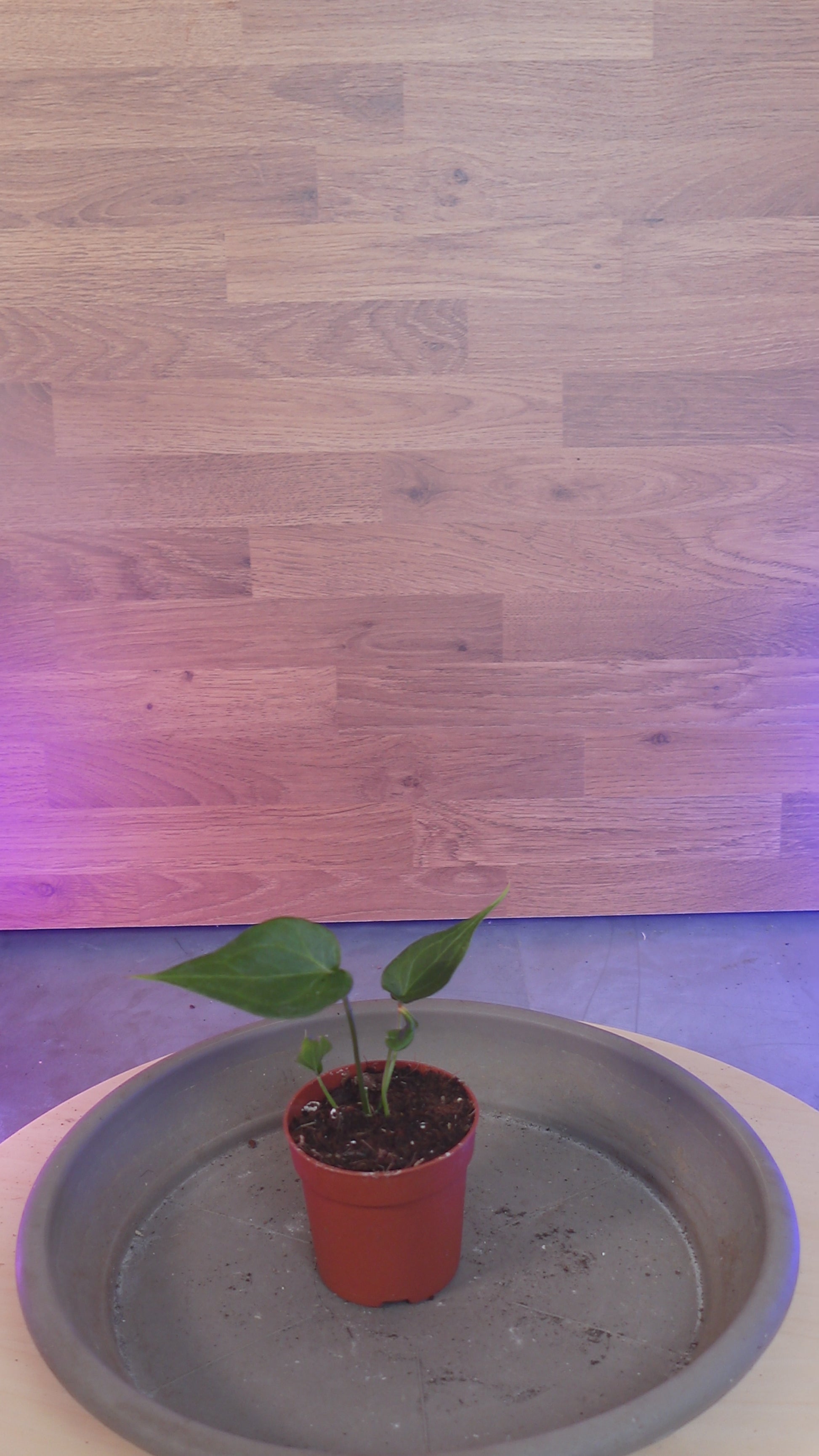 anthurium delta force