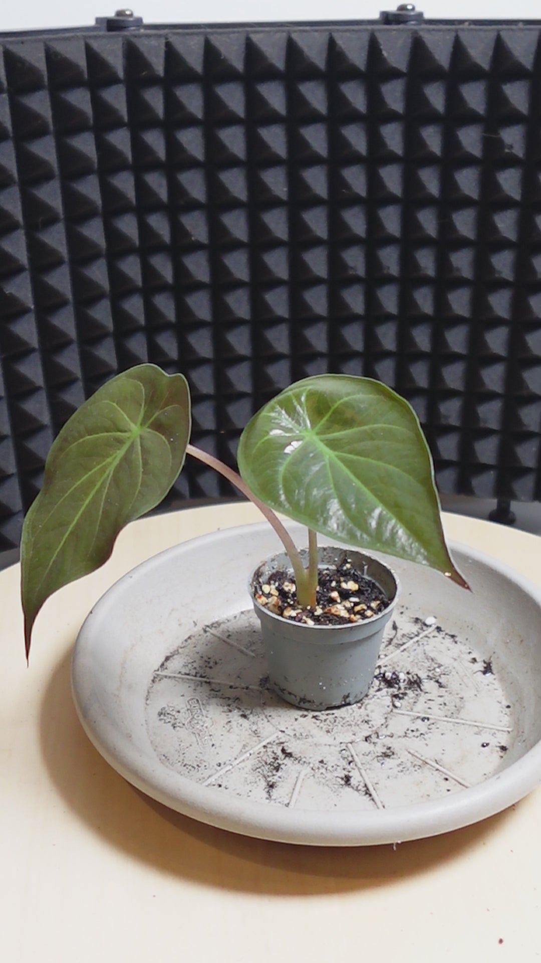 alocasia regal sheild