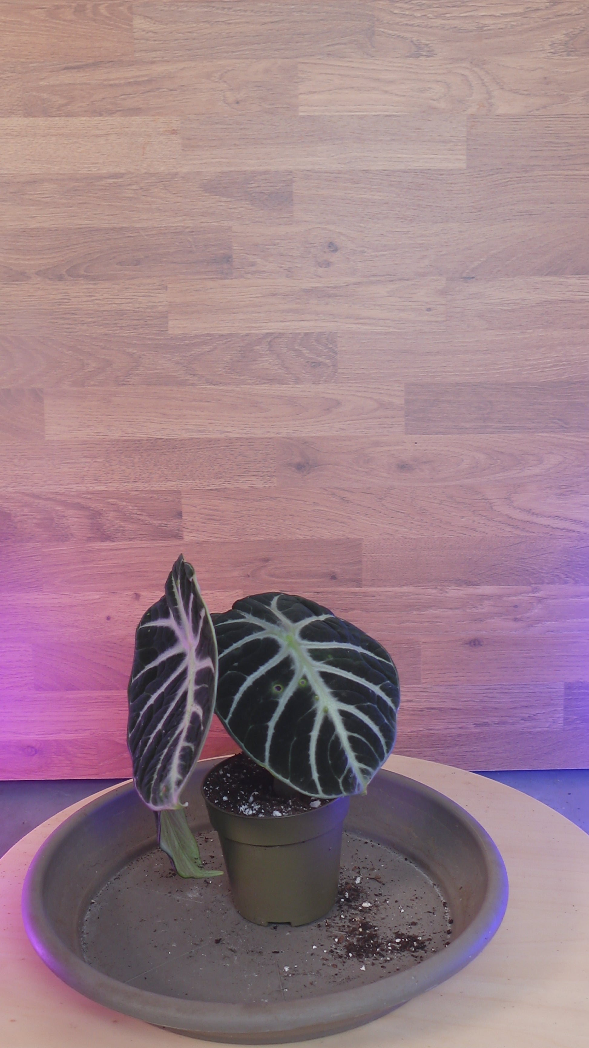 Alocasia black ninja