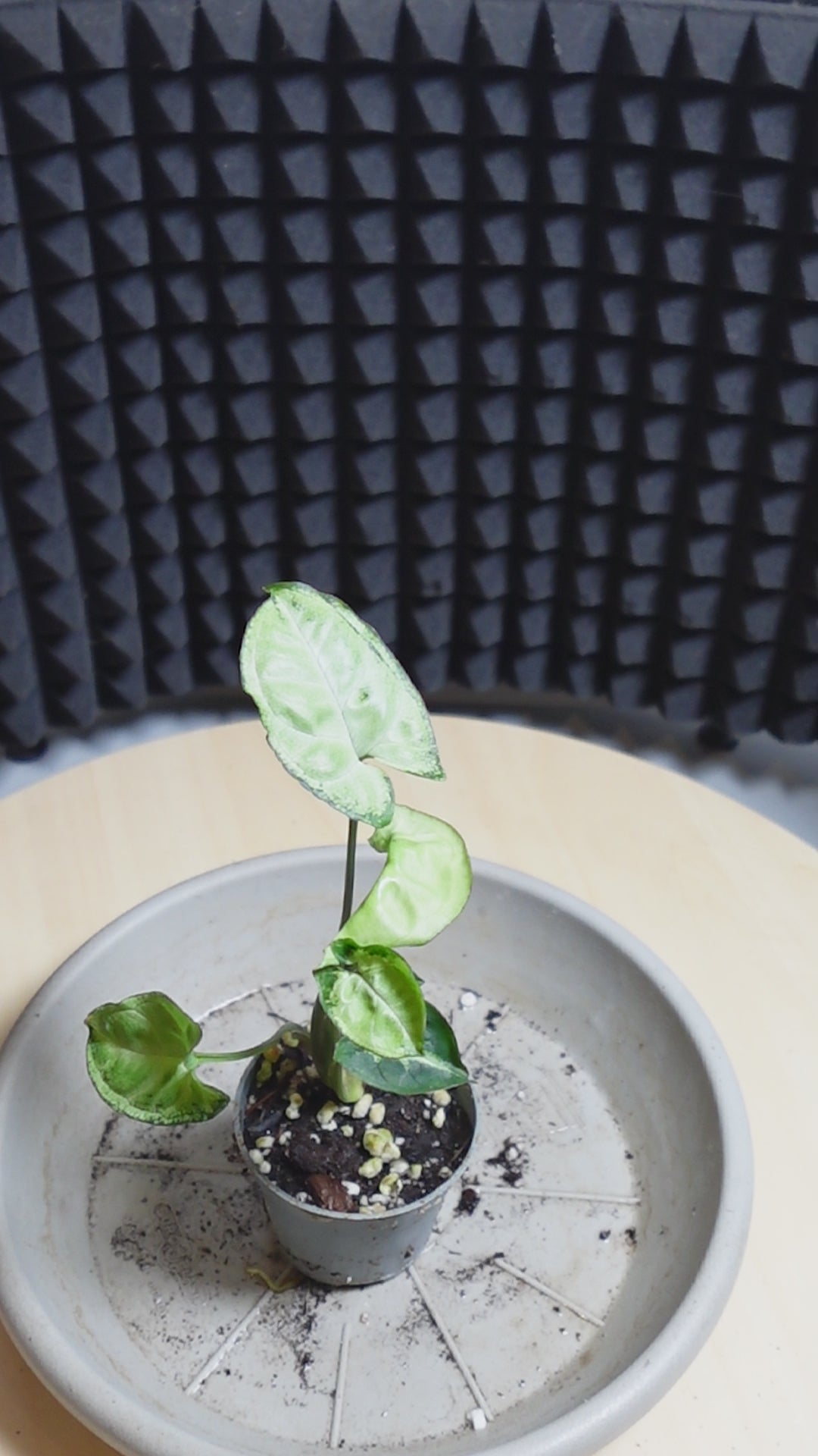 Syngonium pixie