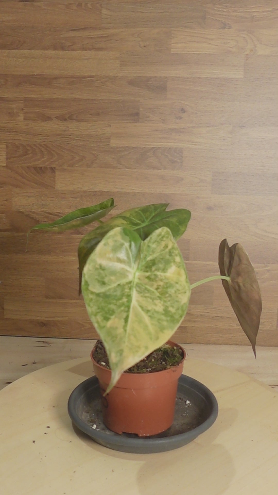 L'Alocasia Wentii Variegata Aurea