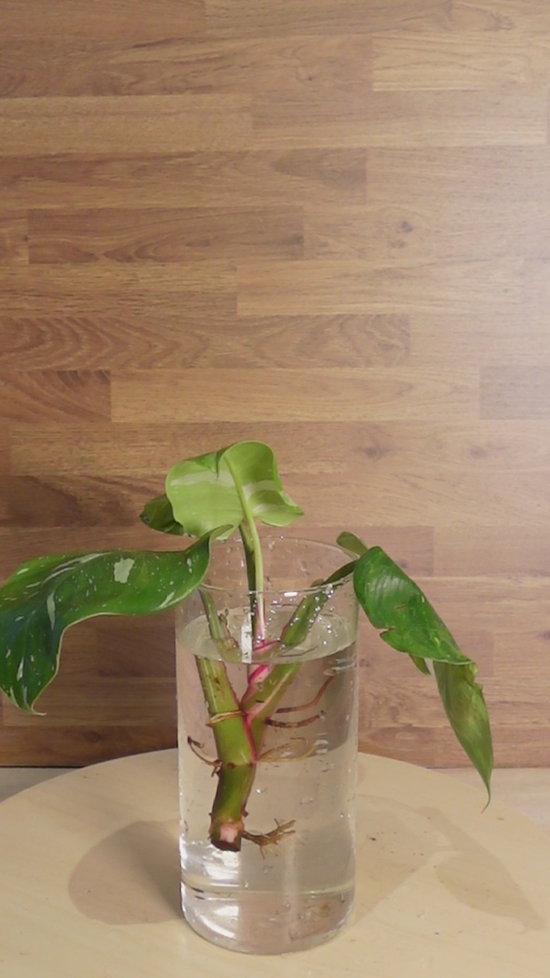 Philodendron fresh aurea