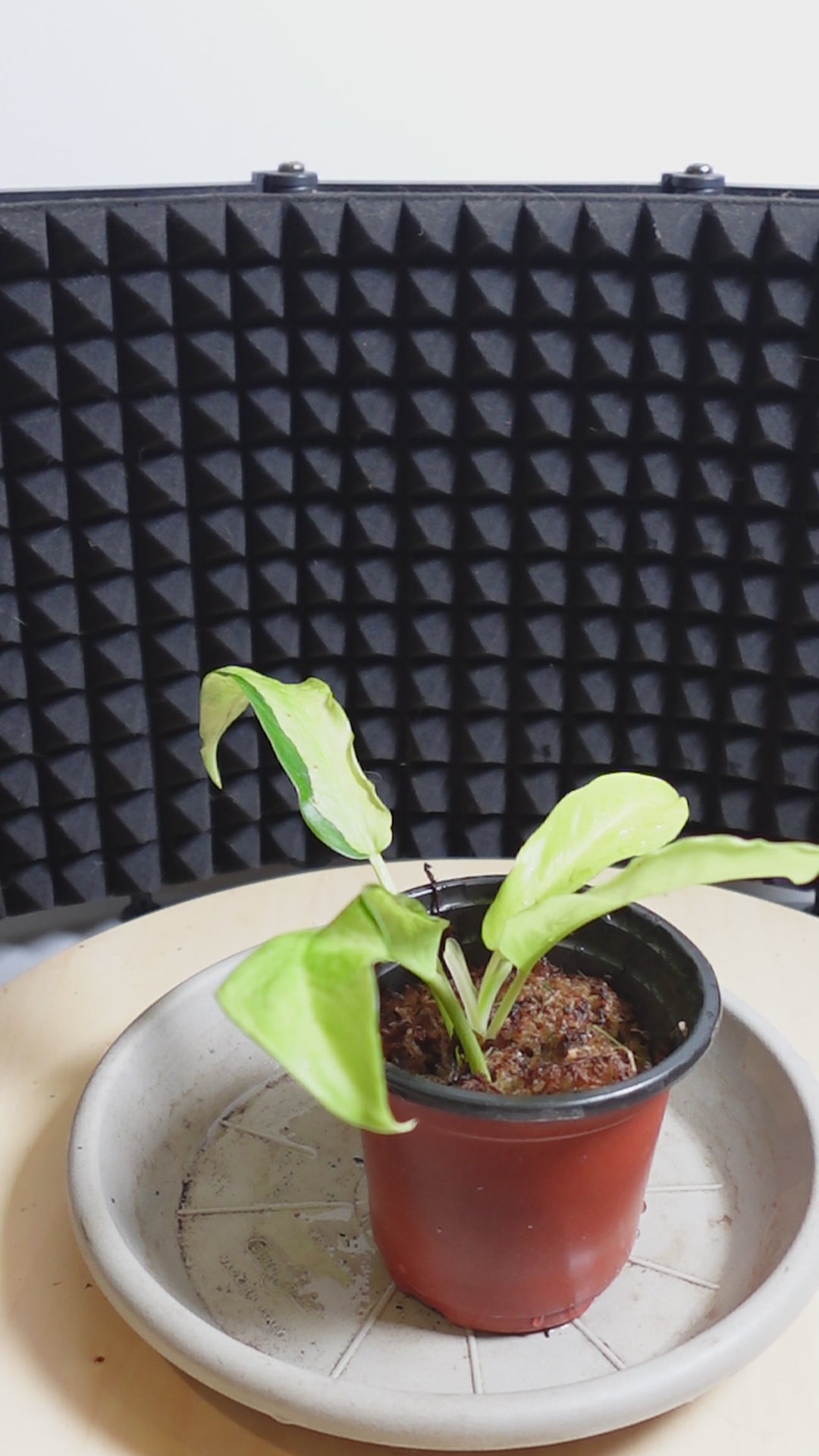 Philodendron thaï sunrise