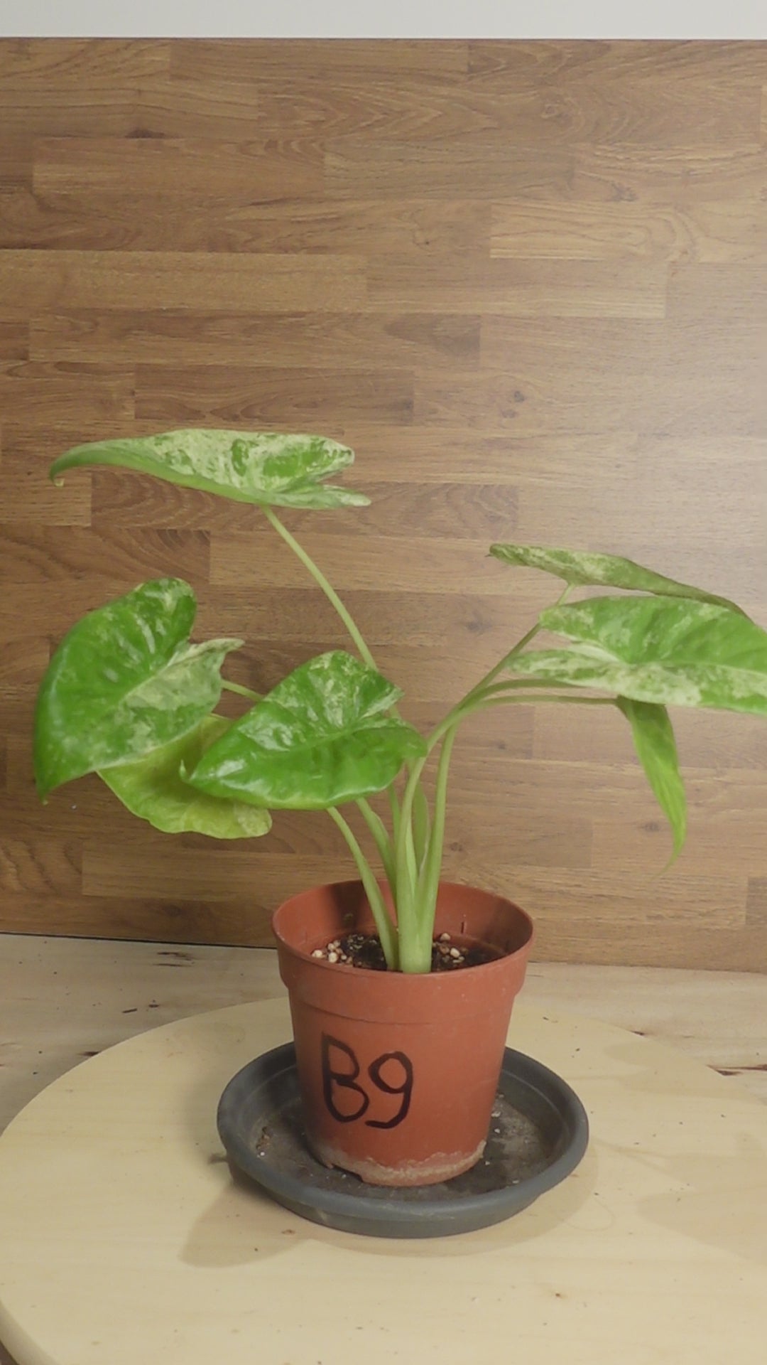Alocasia macrorrhiza 'Camouflage'