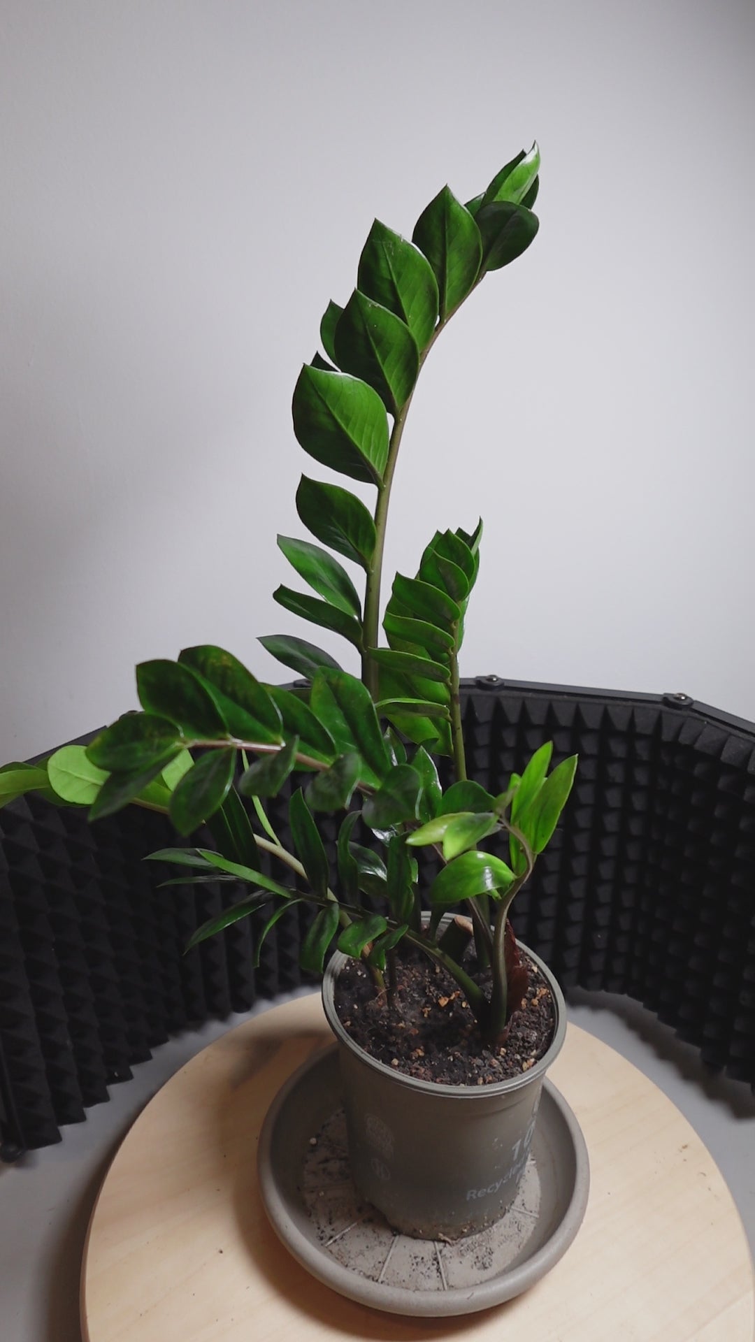 Zamioculcas