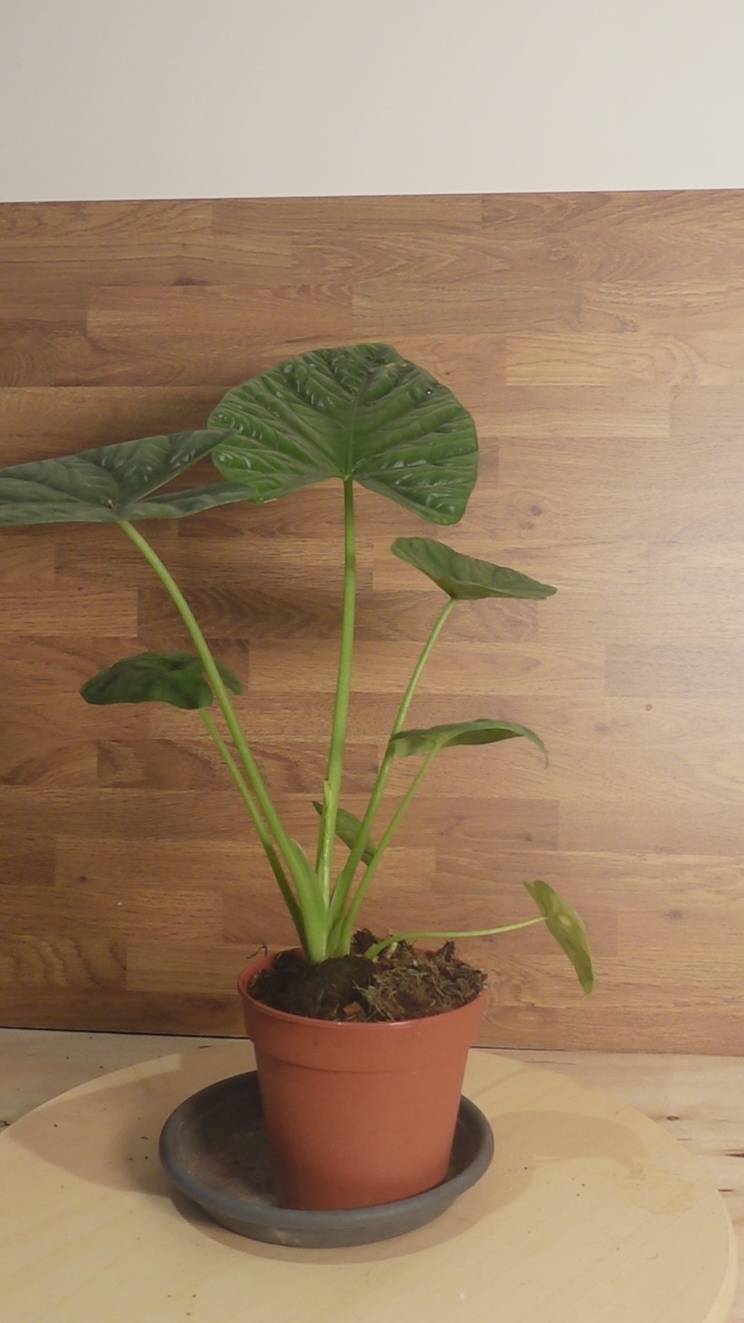 Alocasia 'Lukiwan'