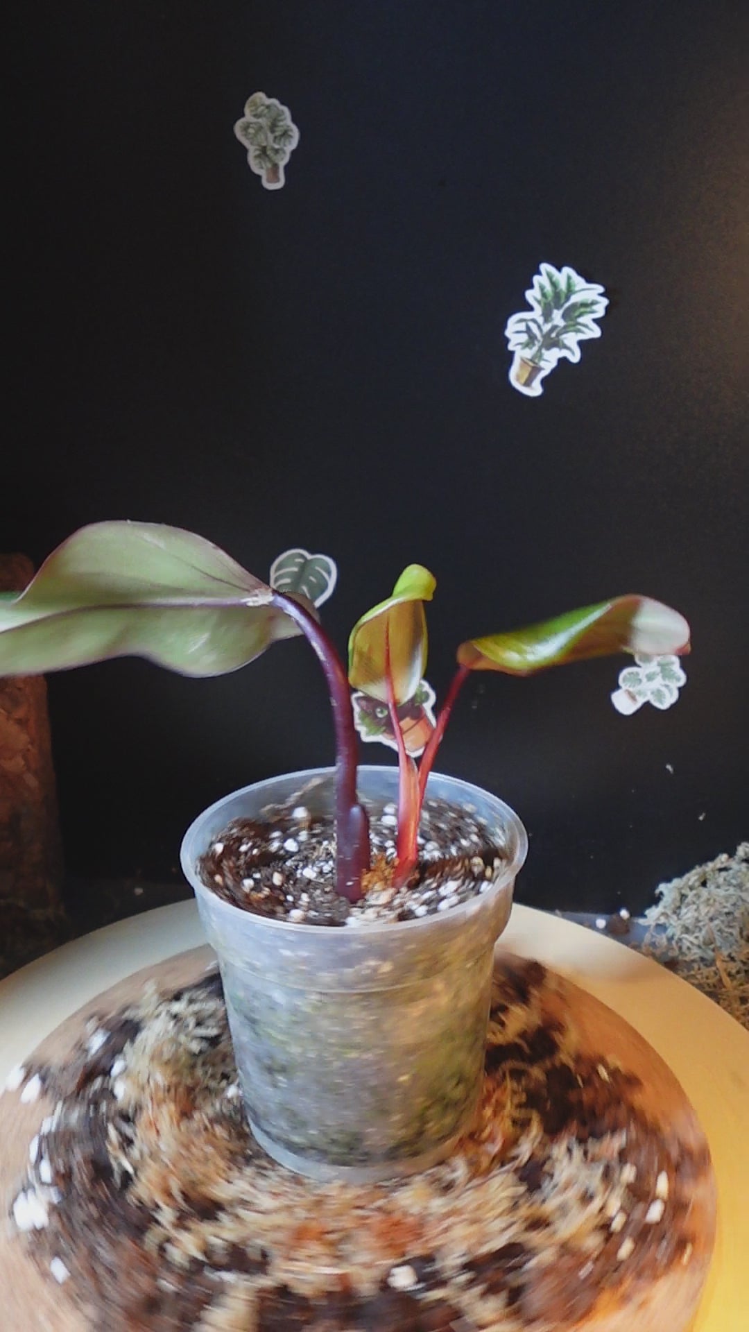 philodendron strawberry shake