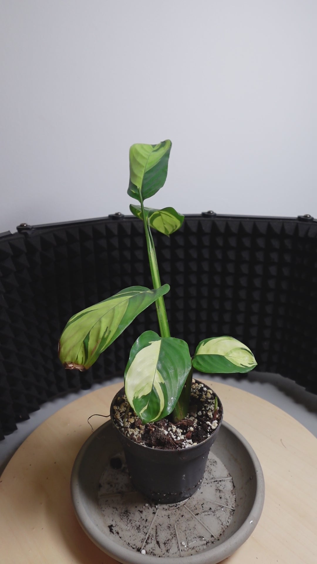 Calathea pilosa